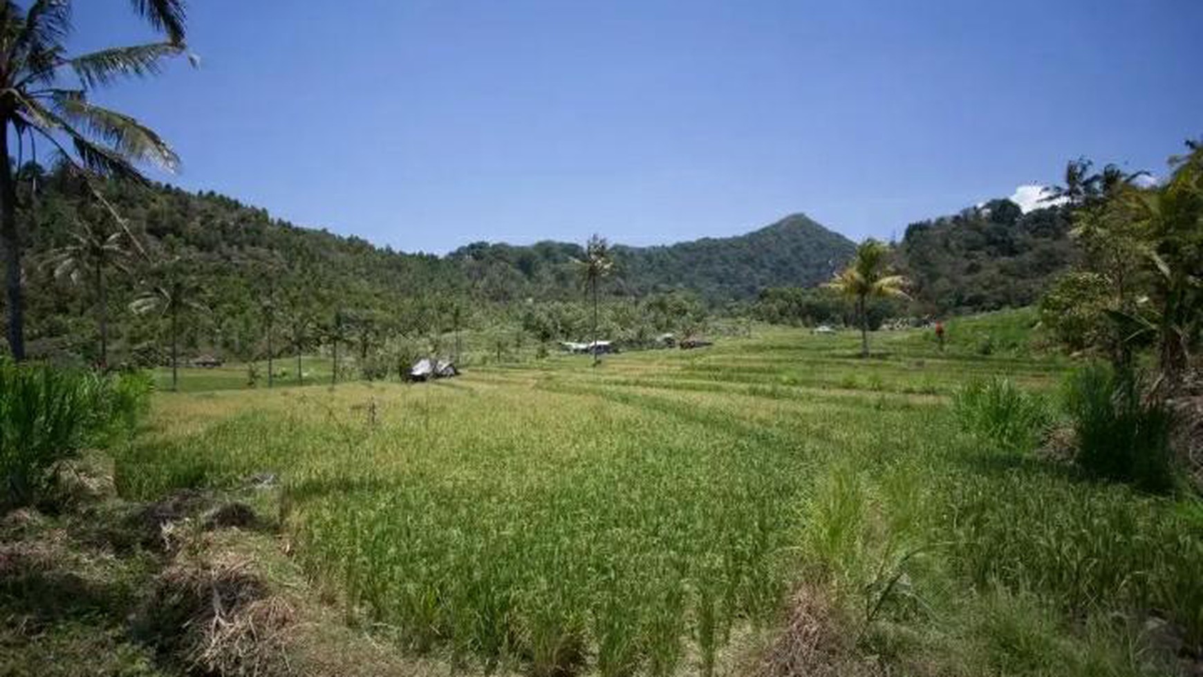 Rice Field View Land For Sale In Singaraja