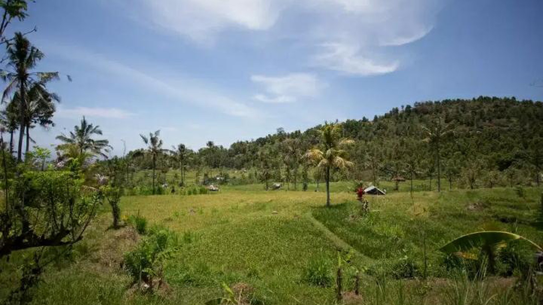 Rice Field View Land For Sale In Singaraja