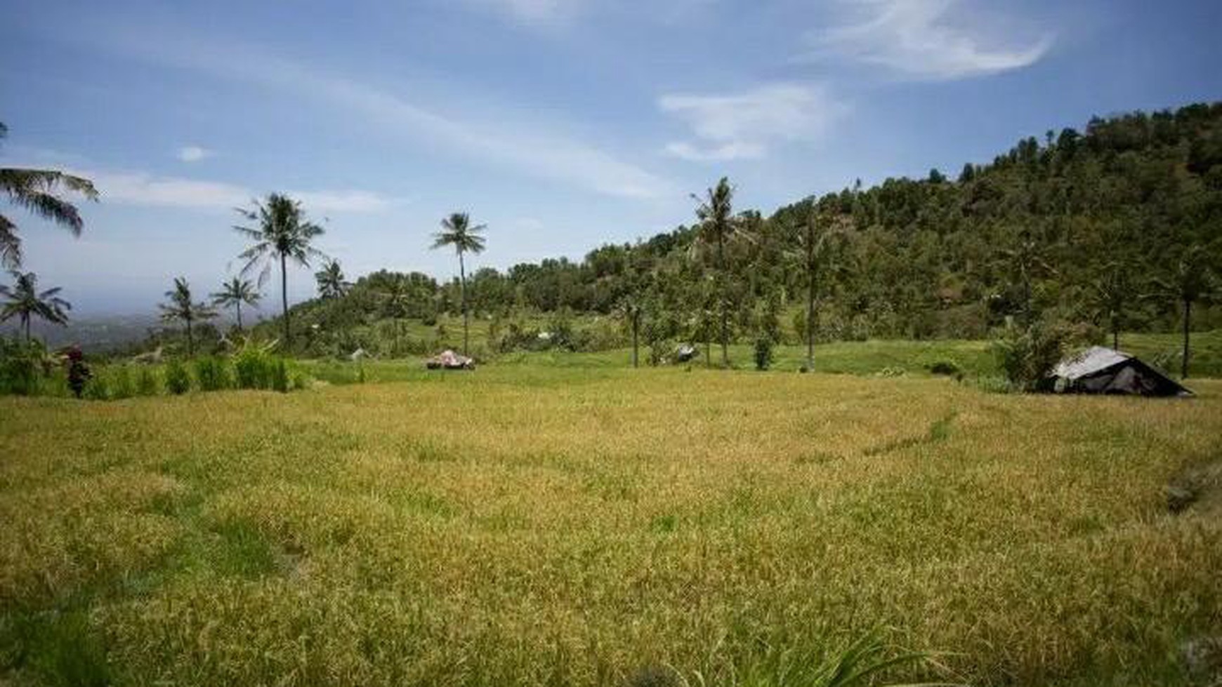 Rice Field View Land For Sale In Singaraja