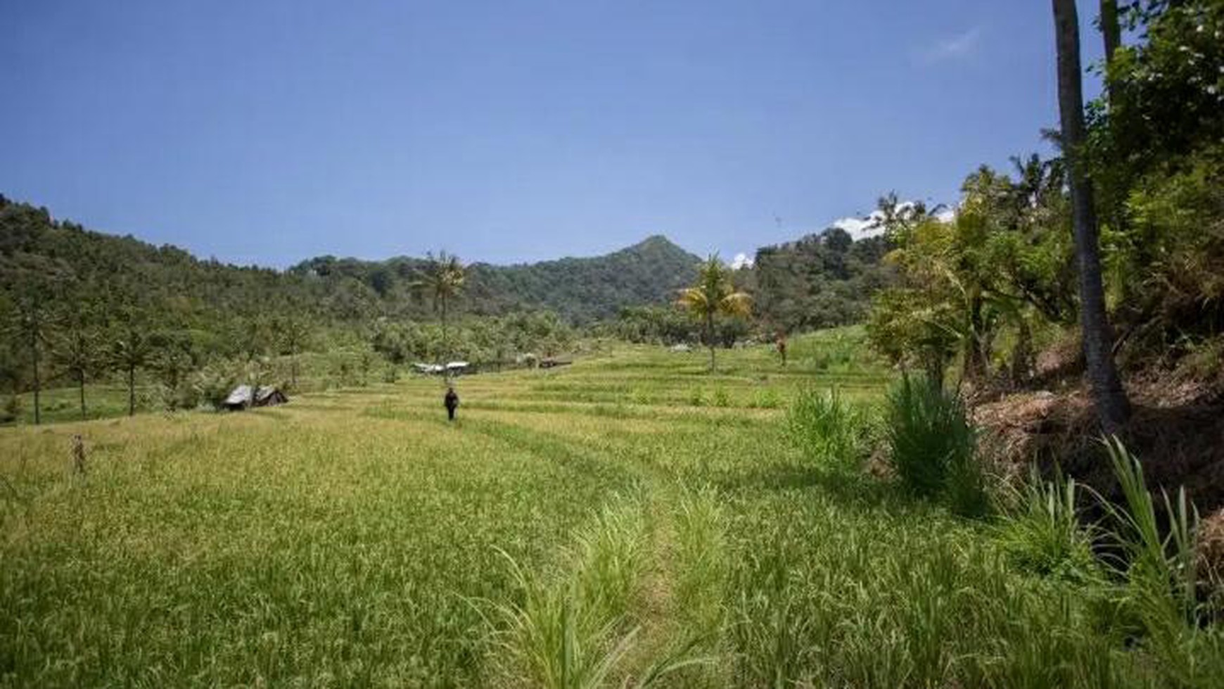 Rice Field View Land For Sale In Singaraja