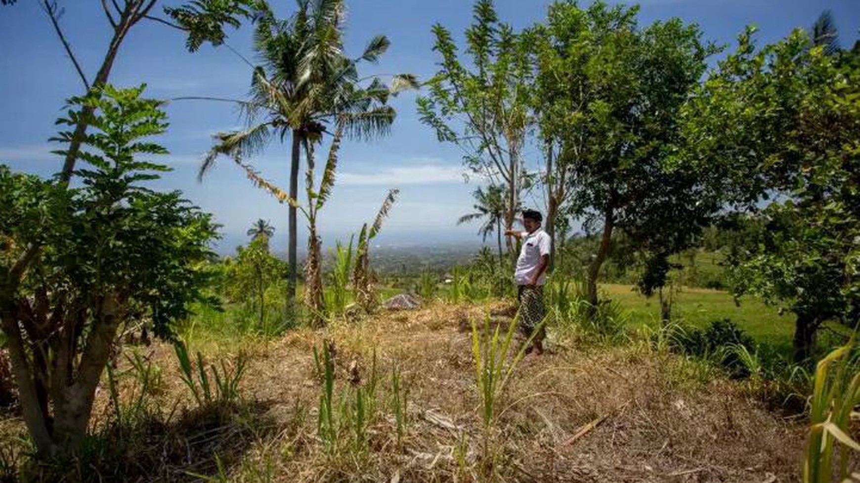 Rice Field View Land For Sale In Singaraja