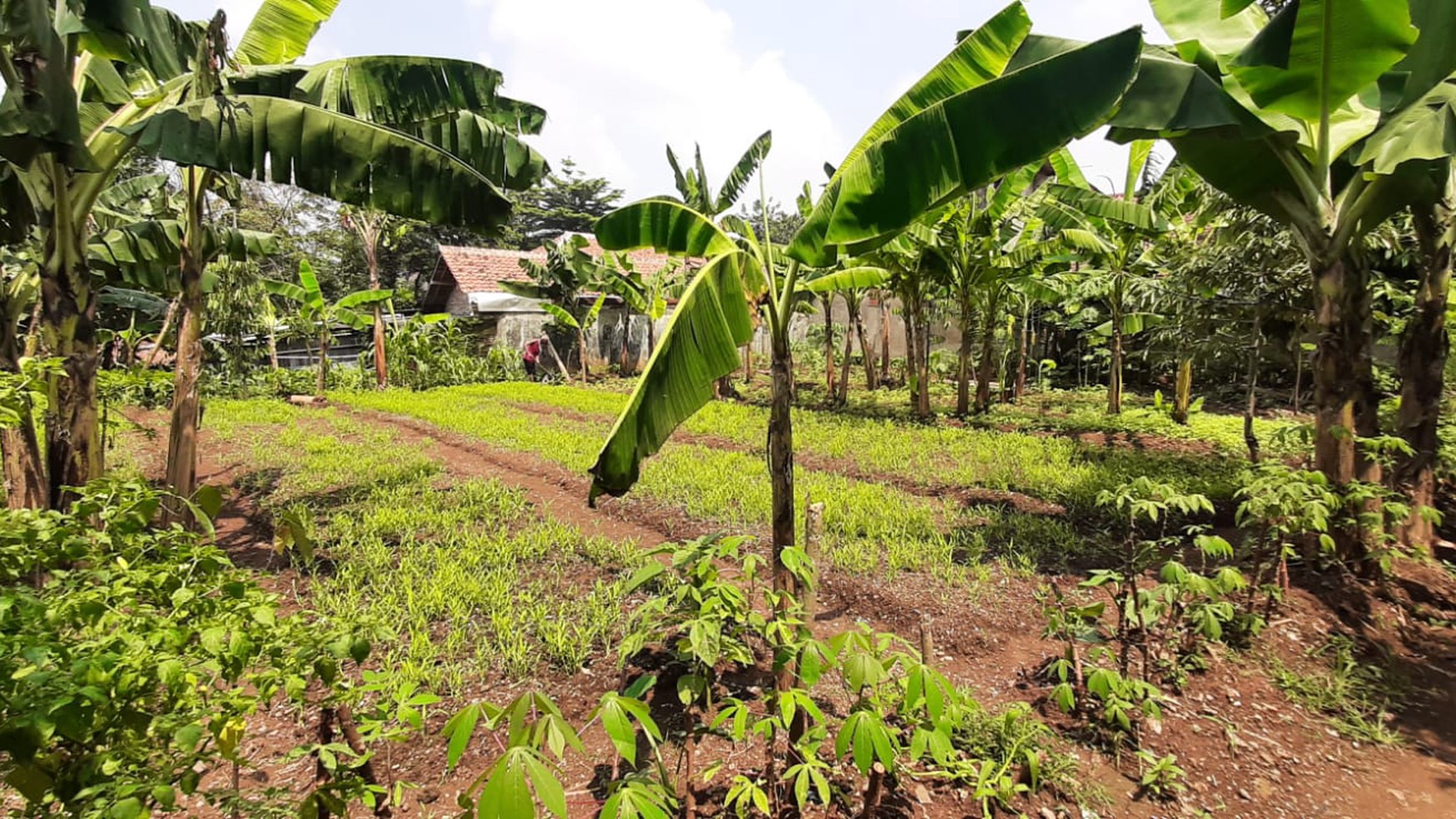 Tanah Ngantong Diarea Bambu Apus Cipayung  Siap Bangun  & Sudah Terpagar 