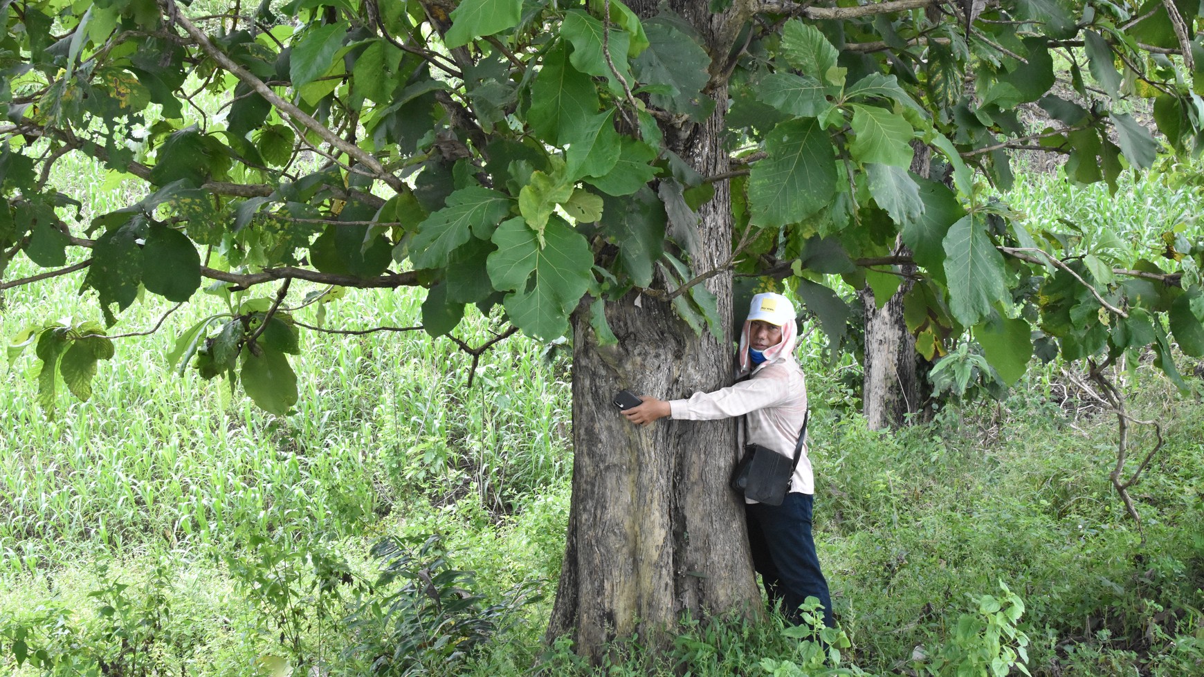 Dijual Cepat Tanah Kebun Jati Sidomulyo