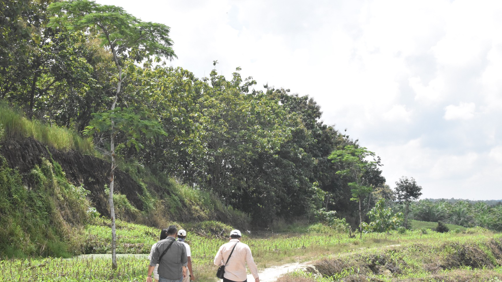 Dijual Cepat Tanah Kebun Jati Sidomulyo