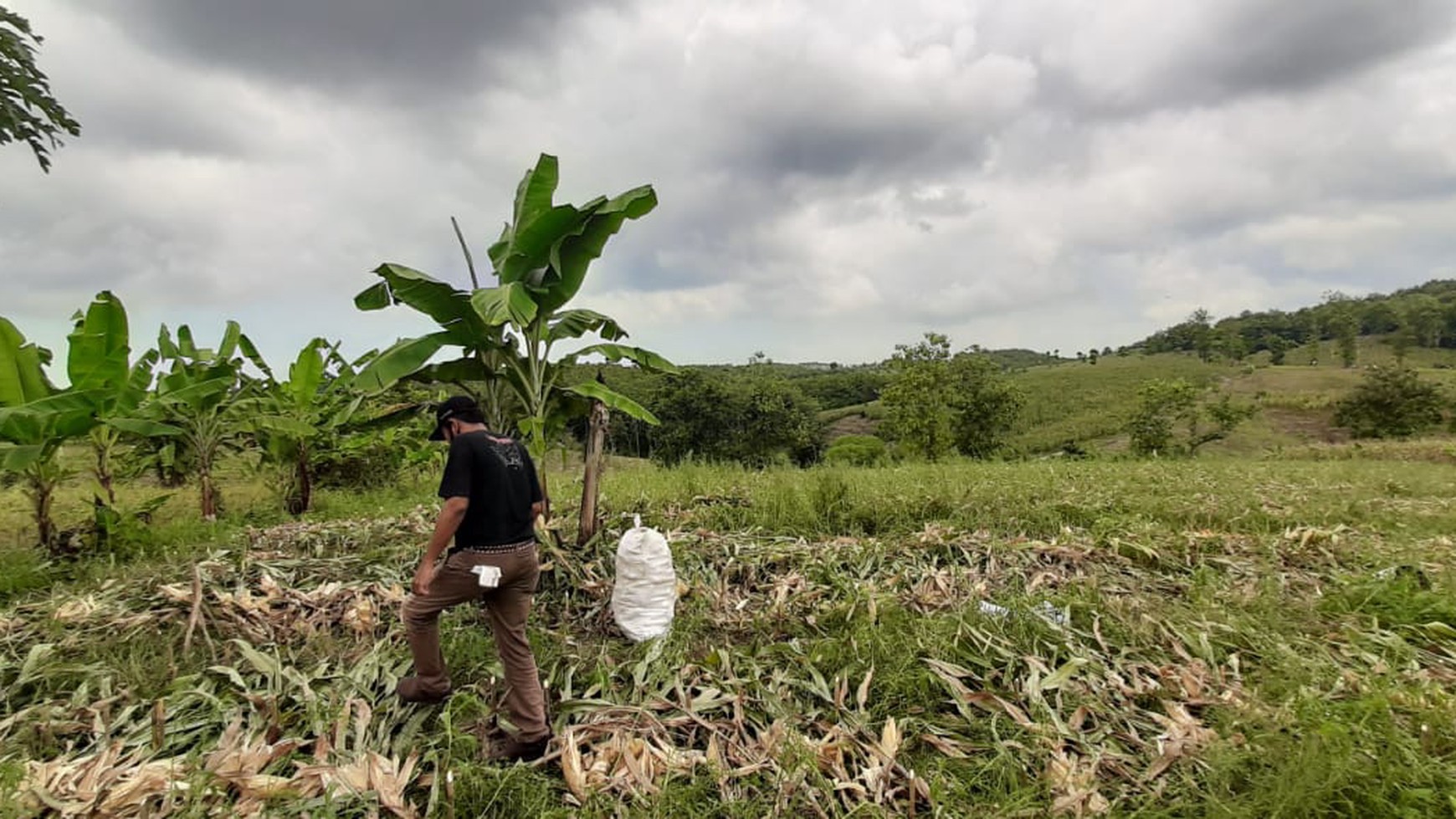 Dijual Cepat Tanah Kebun Jati Sidomulyo