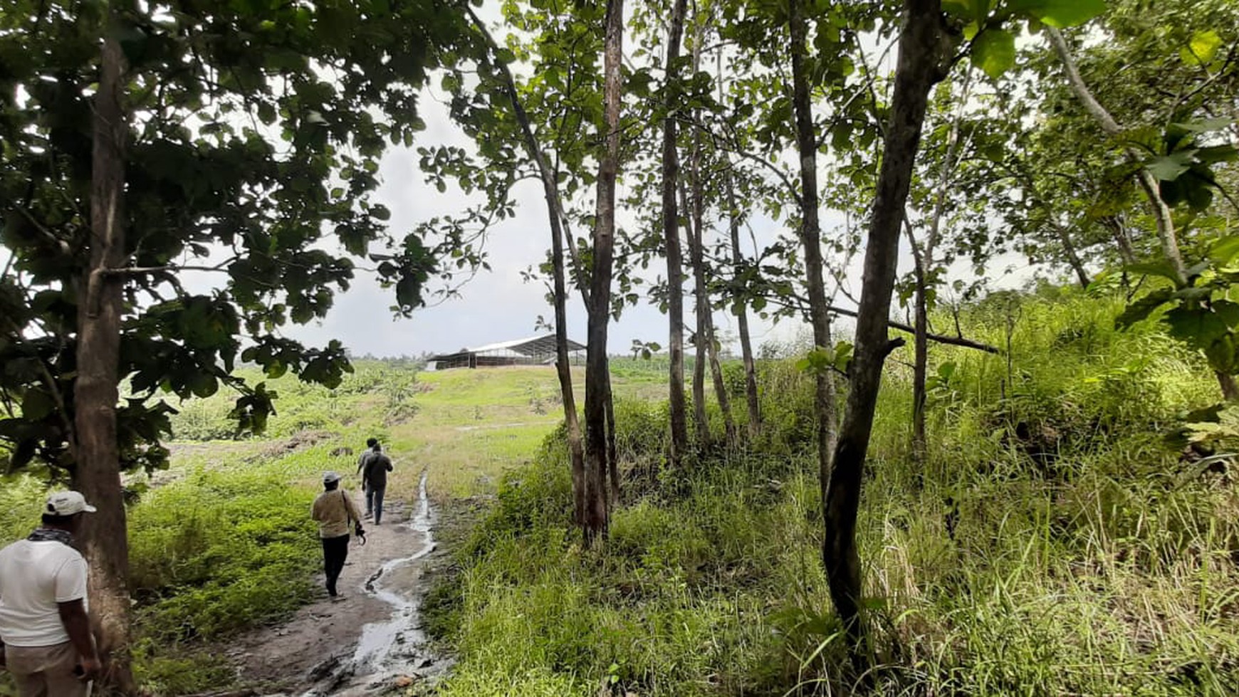 Dijual Cepat Tanah Kebun Jati Sidomulyo