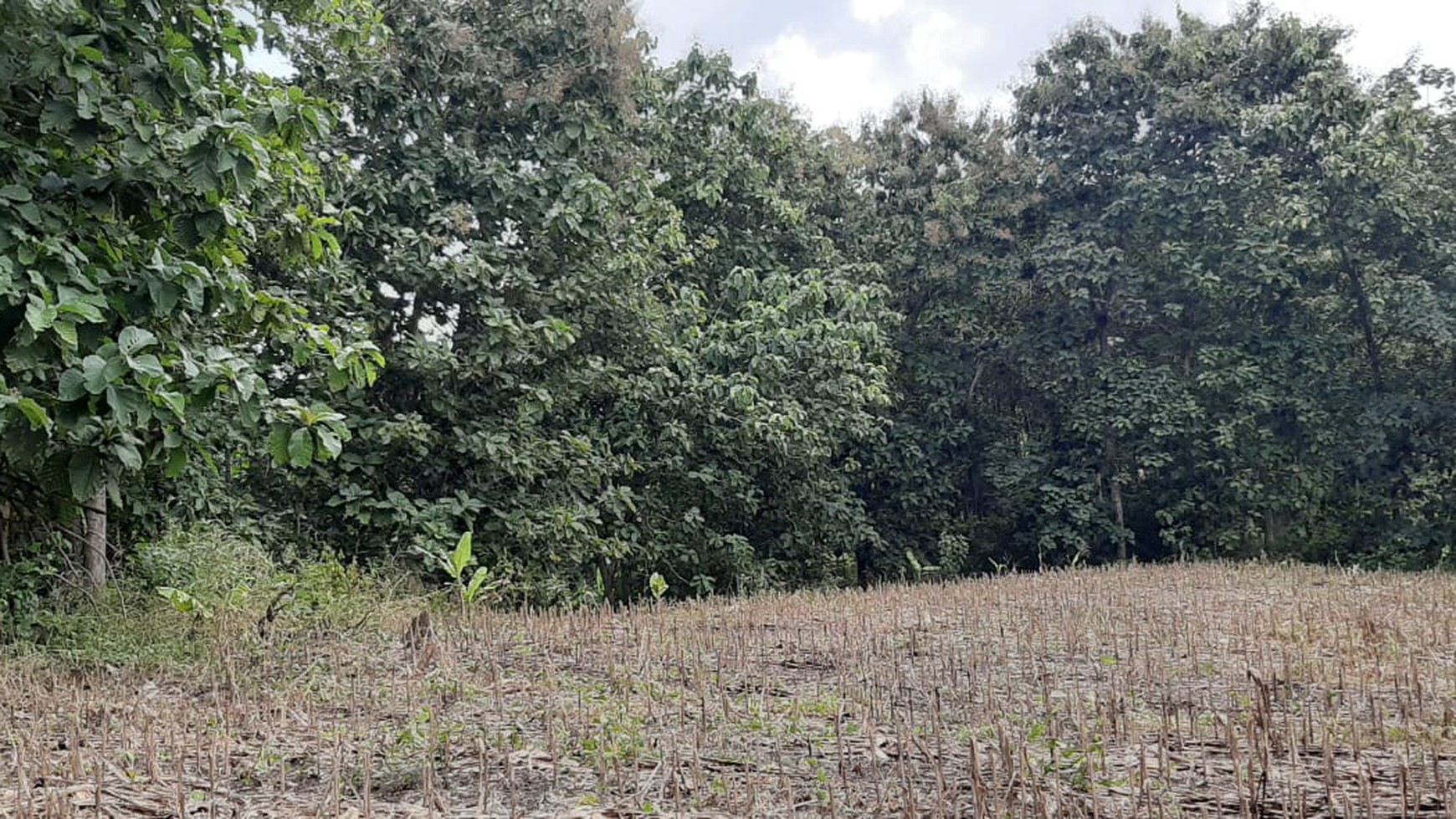 Dijual Cepat Tanah Kebun Jati Sidomulyo