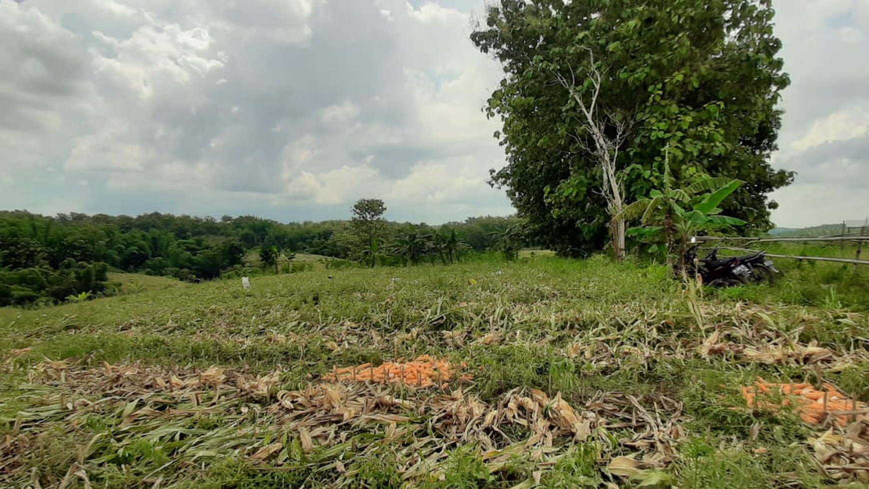 Dijual Cepat Tanah Kebun Jati Sidomulyo