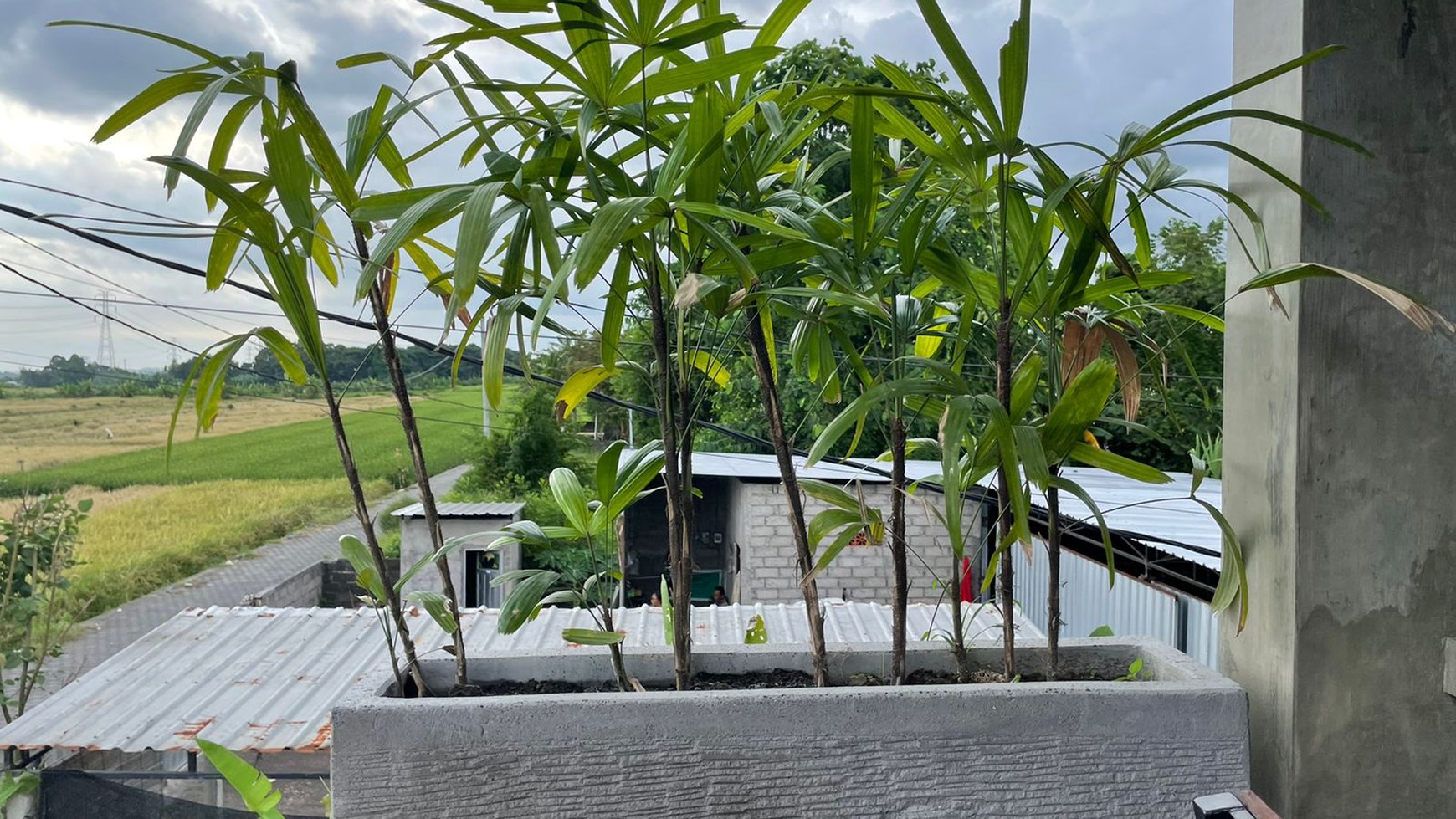 Comfortable house surrounded by rice fields