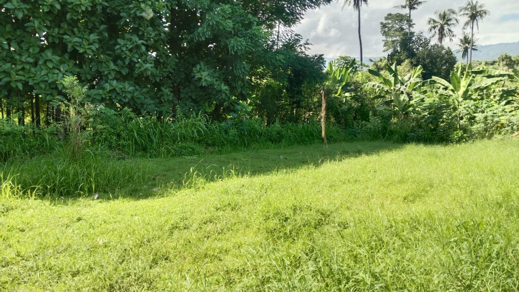 Prime Land For sale in Lovina