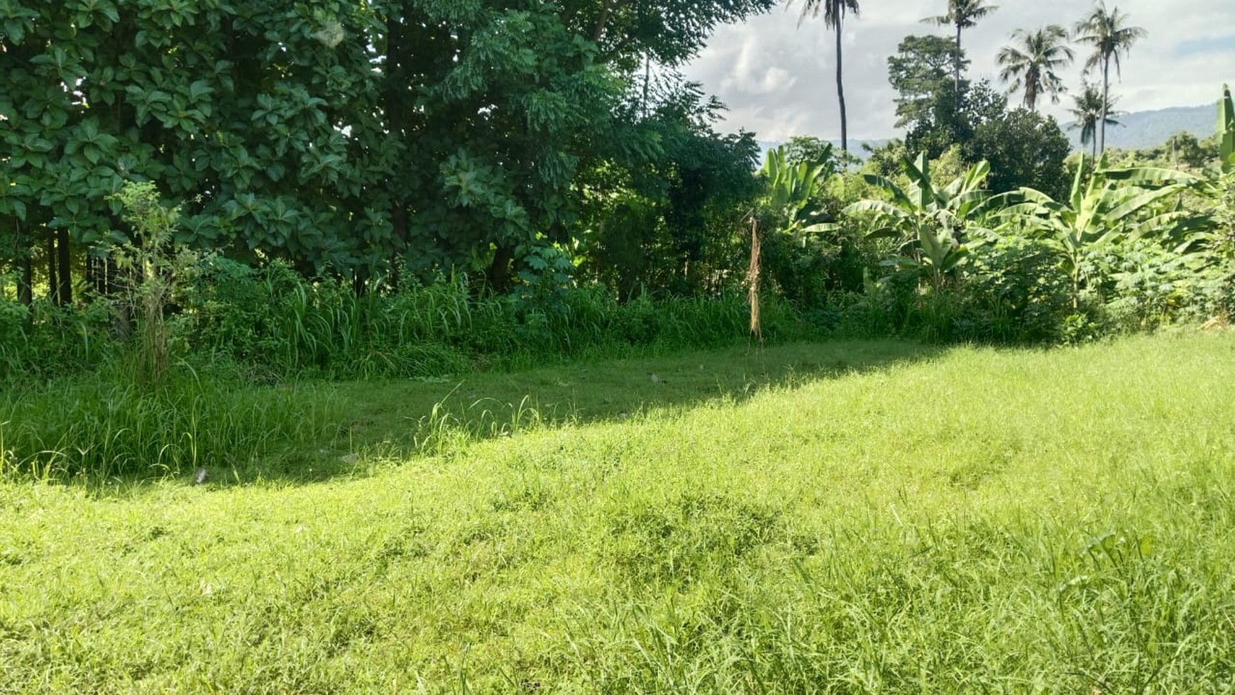 Prime Land For sale in Lovina