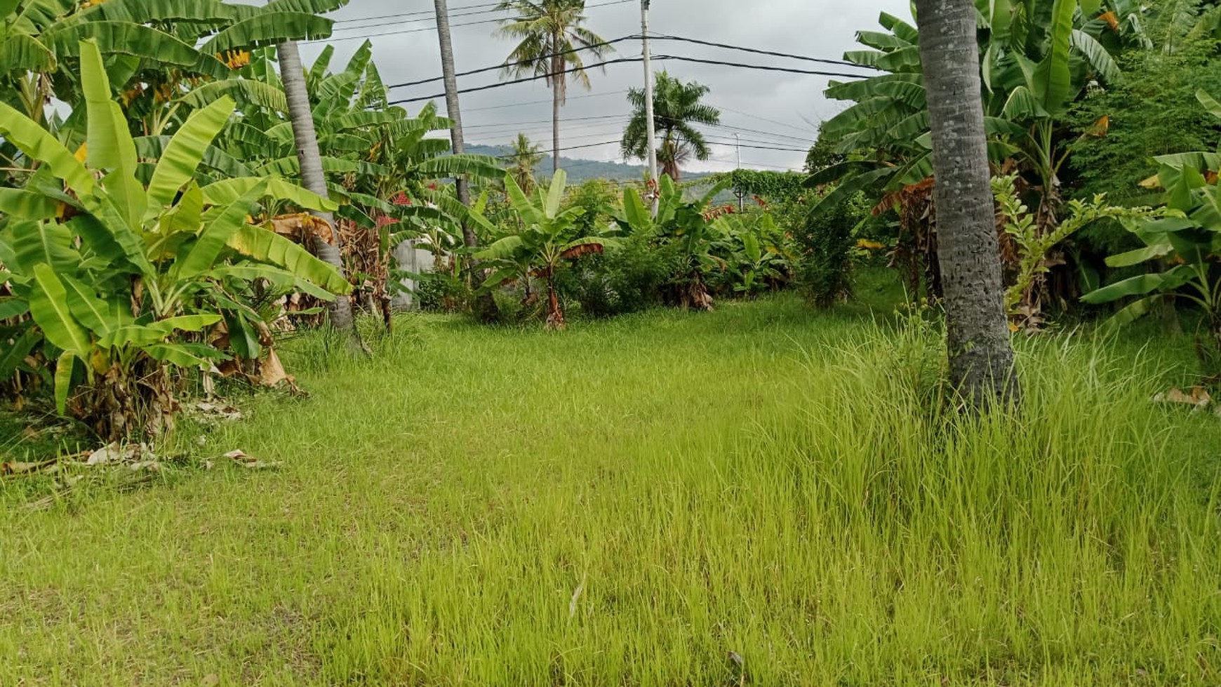 Beach Front Land in Central Lovina For Sale