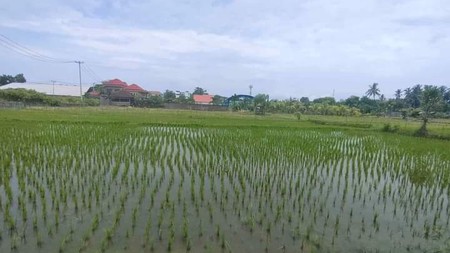 Rice Field View Land in Lovina For Sale