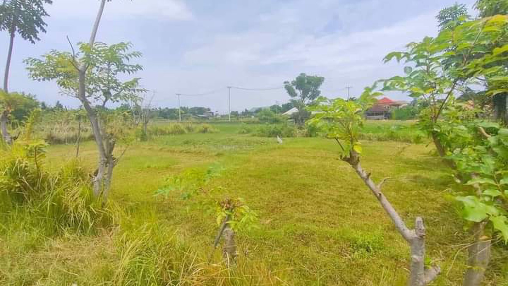 Rice Field View Land in Lovina For Sale