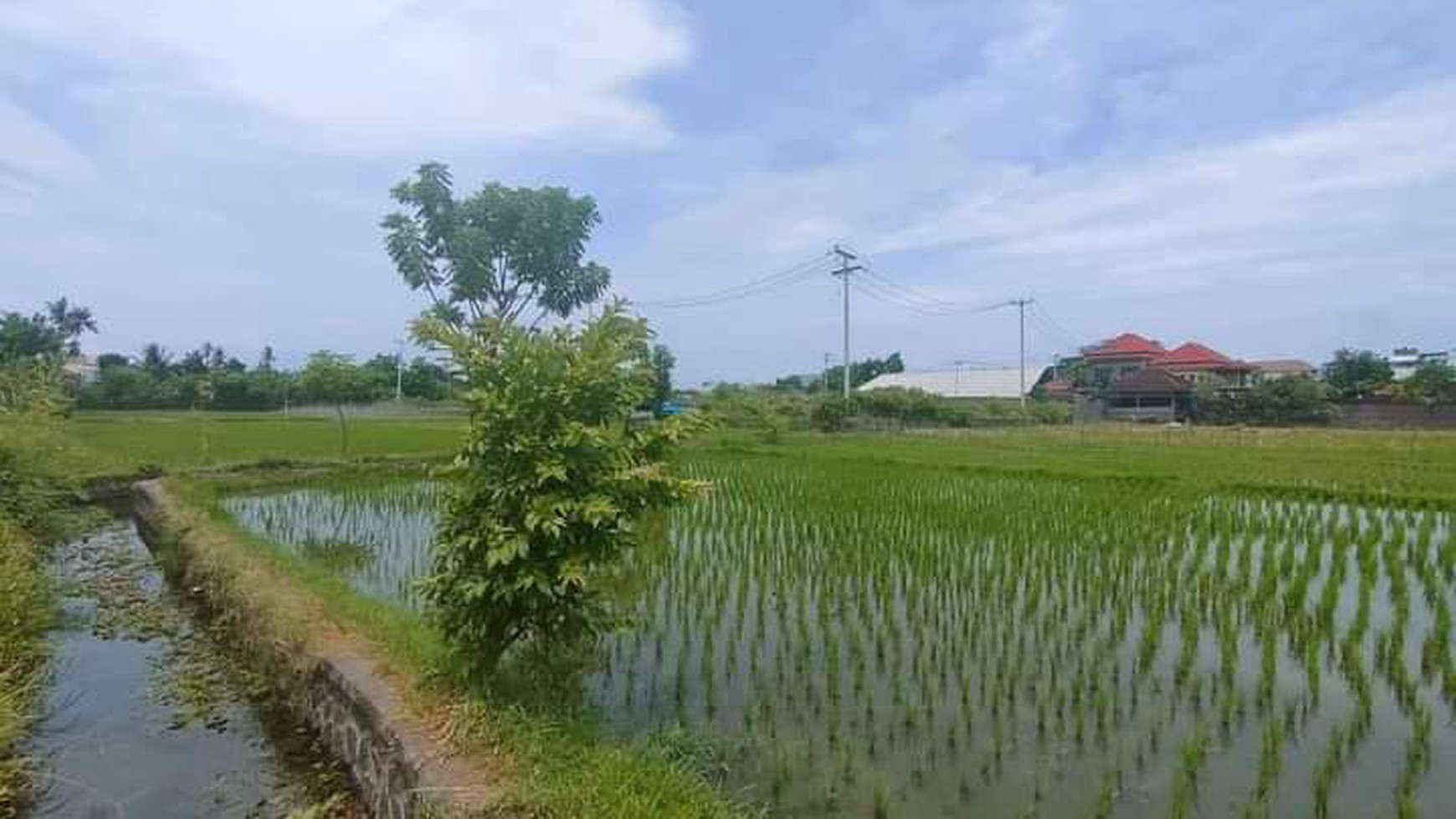 Rice Field View Land in Lovina For Sale