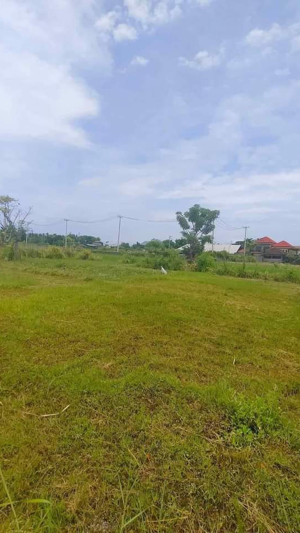 Rice Field View Land in Lovina For Sale