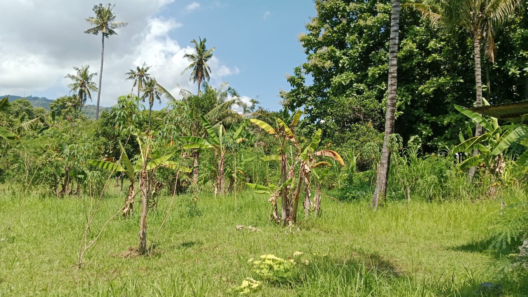 Land For Sale in Lovina