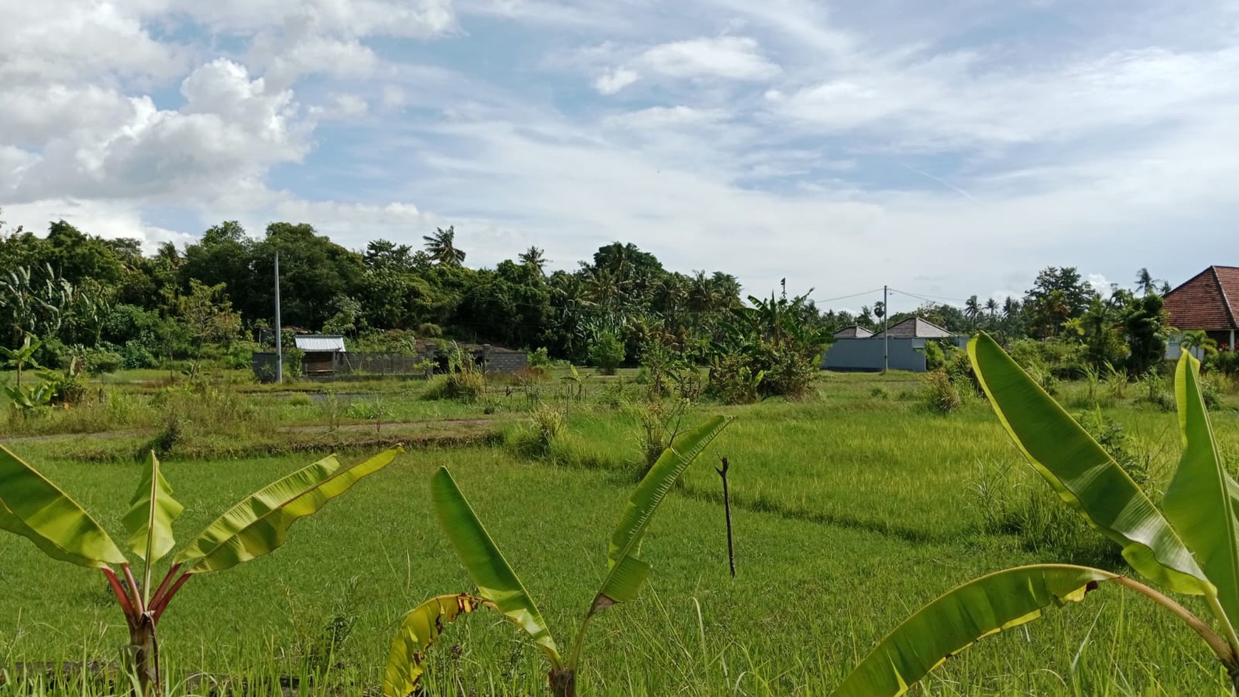 Land For Sale in Lovina