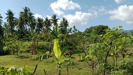 Land For Sale in Central Lovina