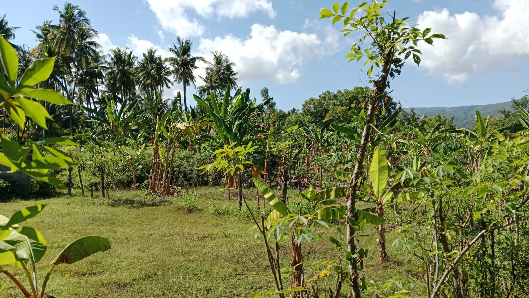 Land For Sale in Central Lovina