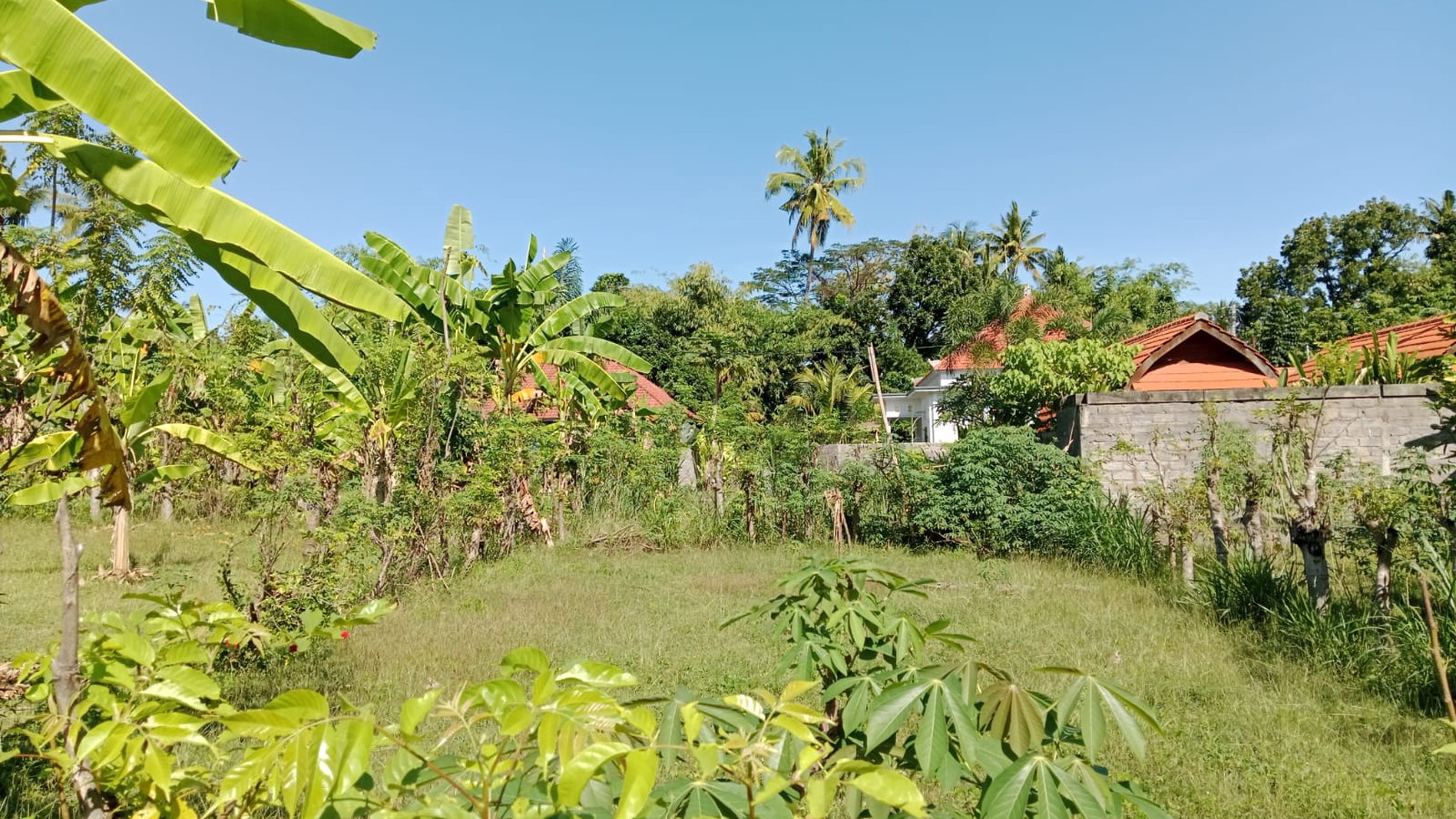 Land For Sale in Central Lovina