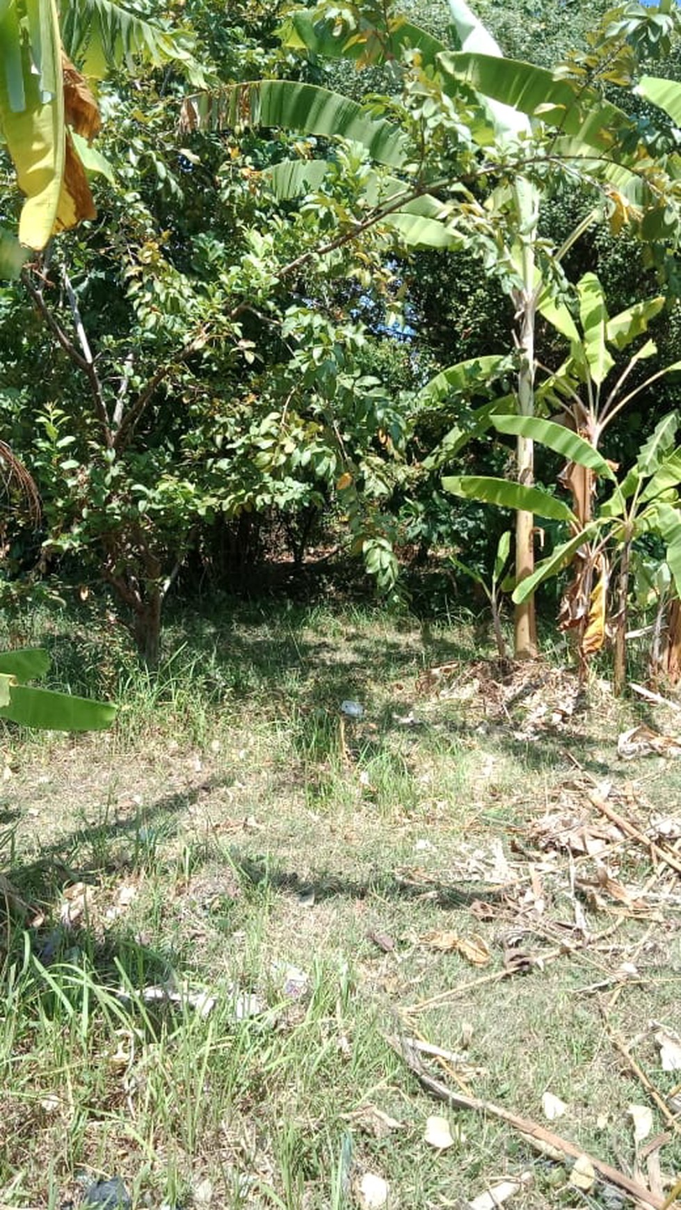 LAND FOR SALE IN CENTRAL LOVINA