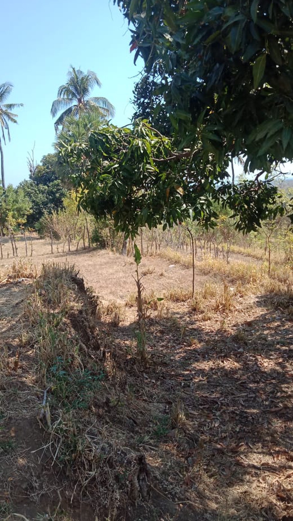 LAND FOR SALE IN LOVINA