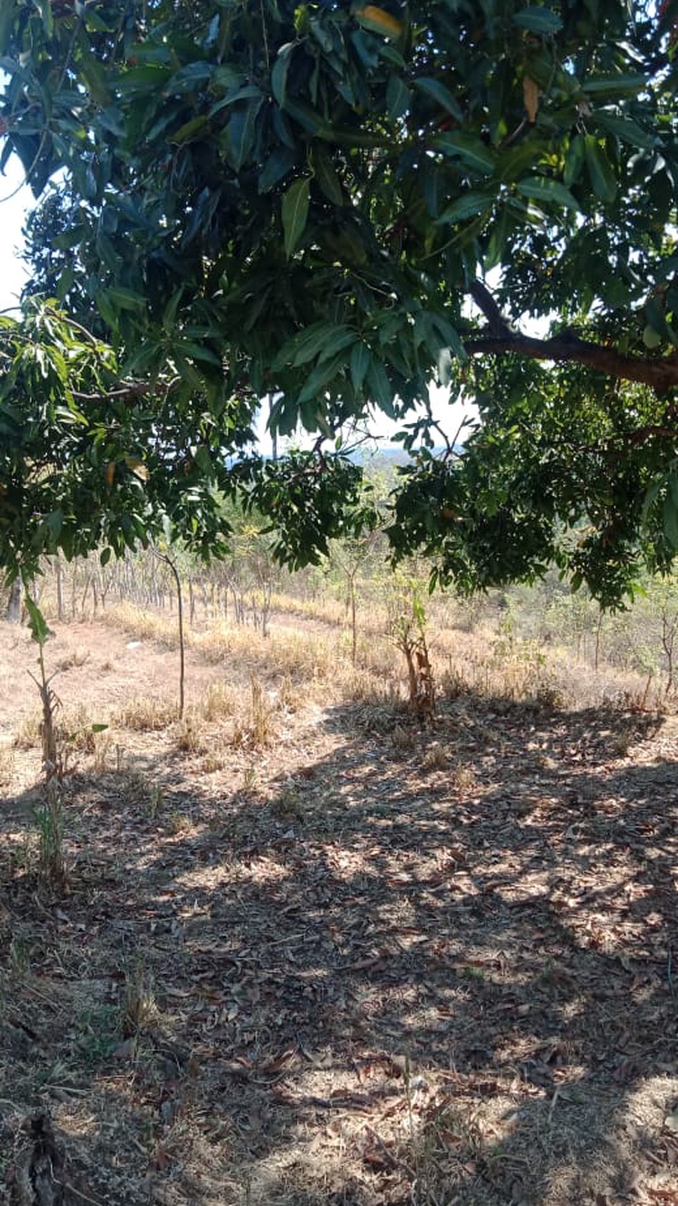 LAND FOR SALE IN LOVINA