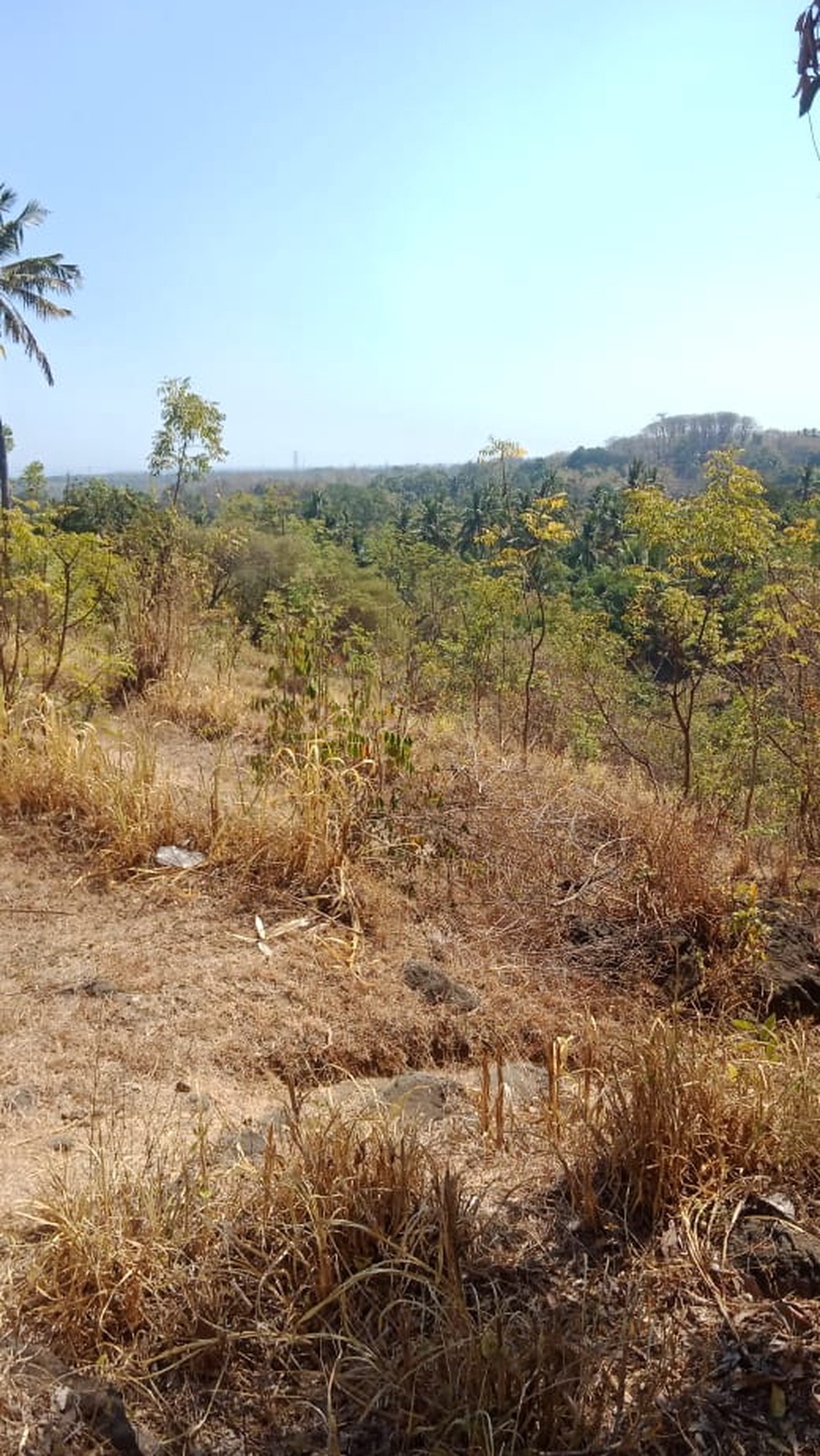 LAND FOR SALE IN LOVINA