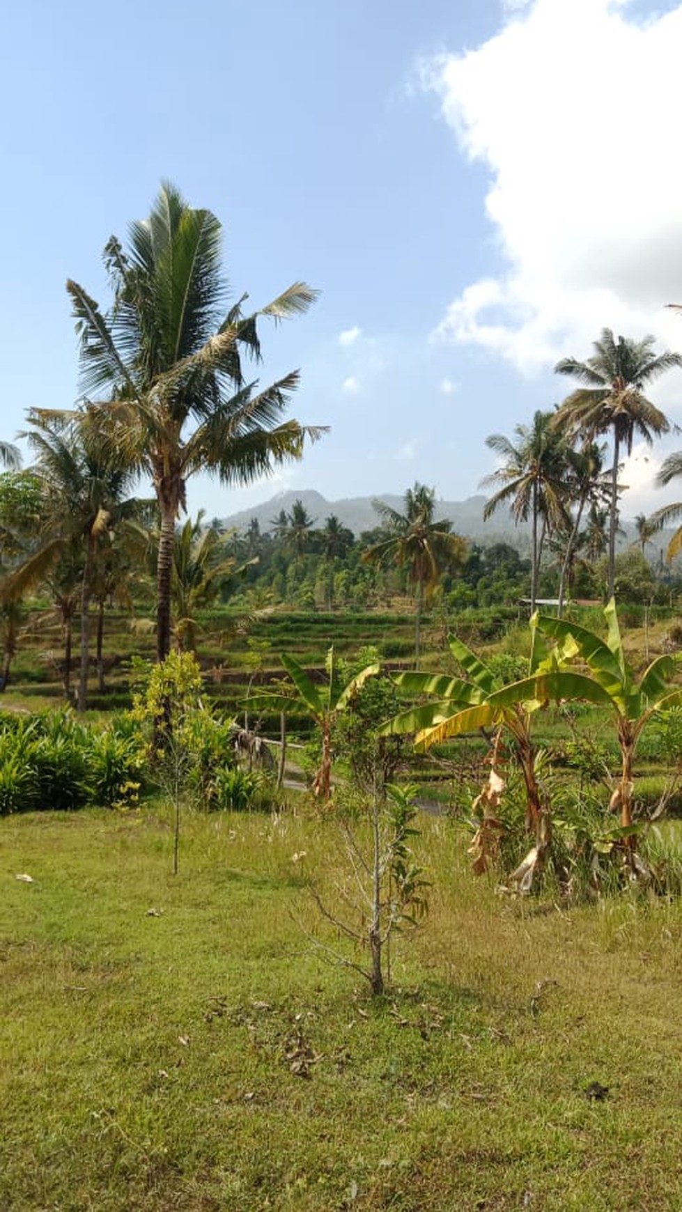 MOUNTAIN VIEW LAND FOR SALE IN LOVINA