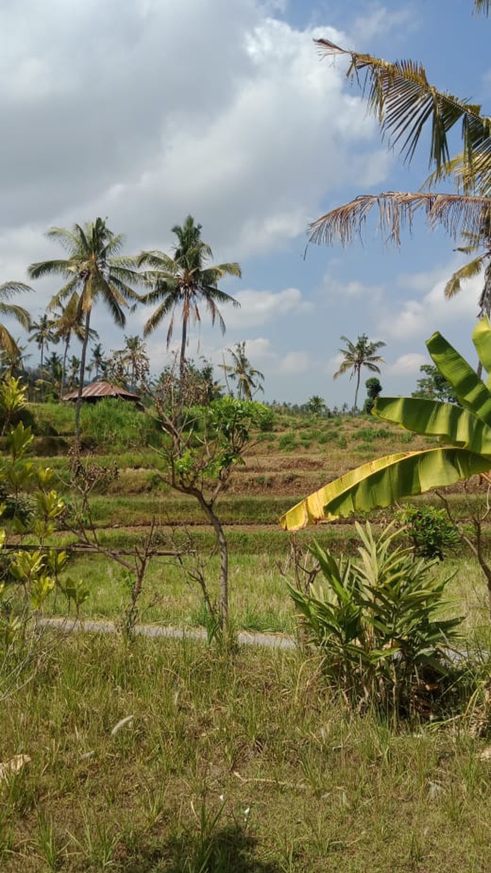 MOUNTAIN VIEW LAND FOR SALE IN LOVINA