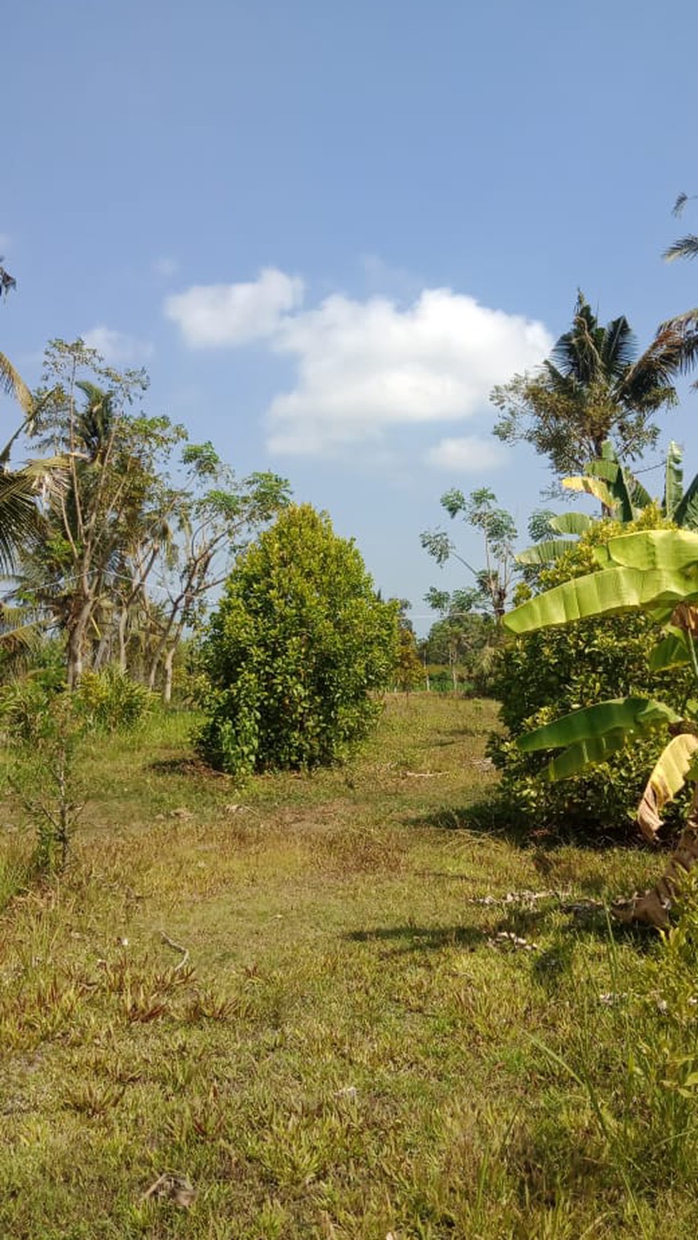 MOUNTAIN VIEW LAND FOR SALE IN LOVINA