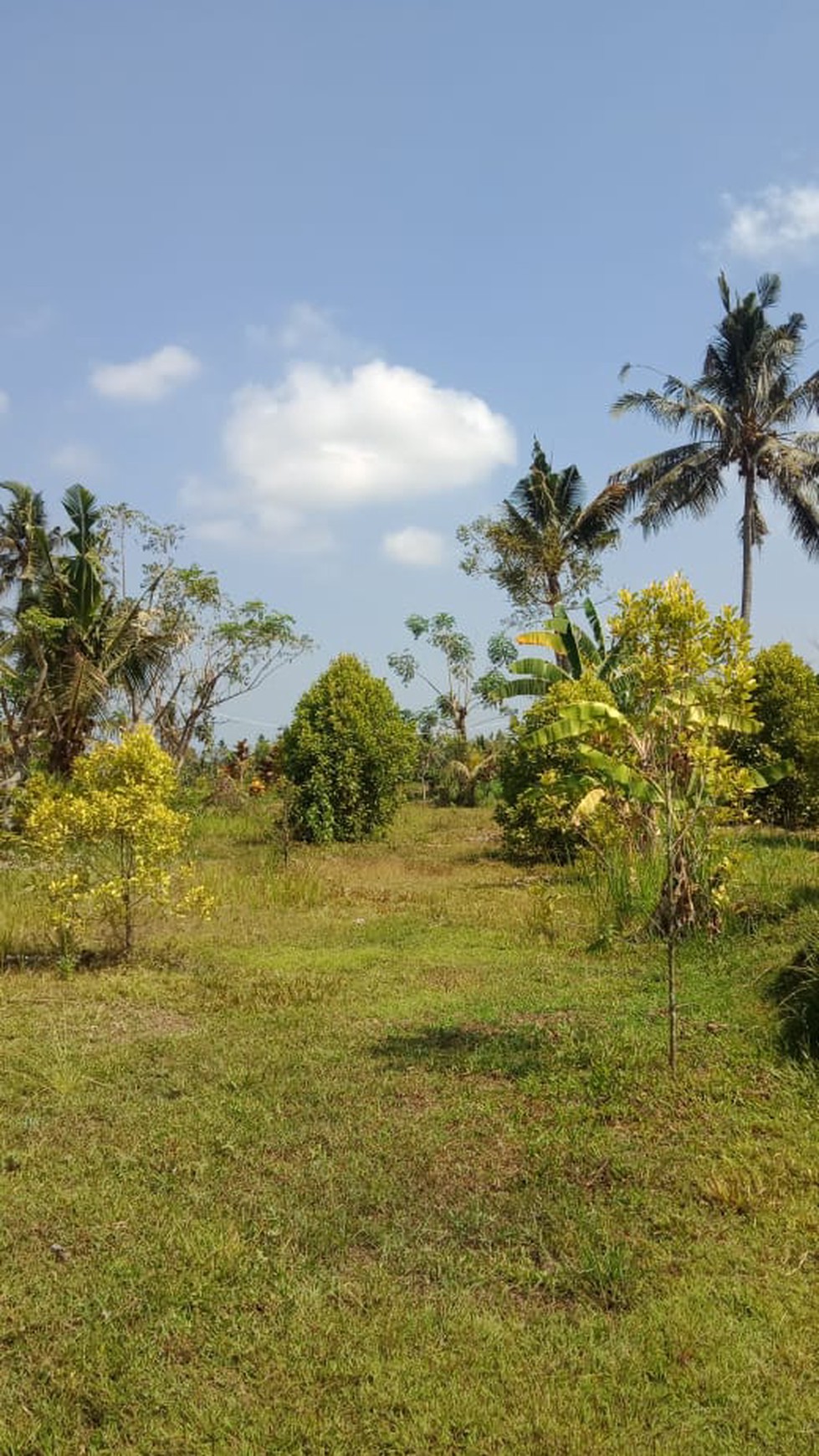 MOUNTAIN VIEW LAND FOR SALE IN LOVINA