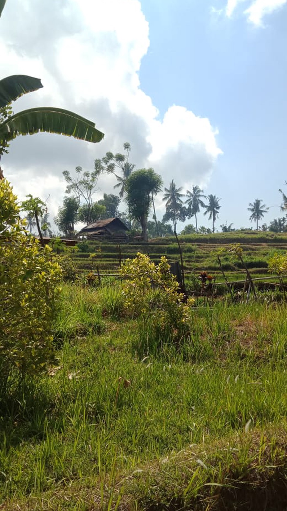 MOUNTAIN VIEW LAND FOR SALE IN LOVINA