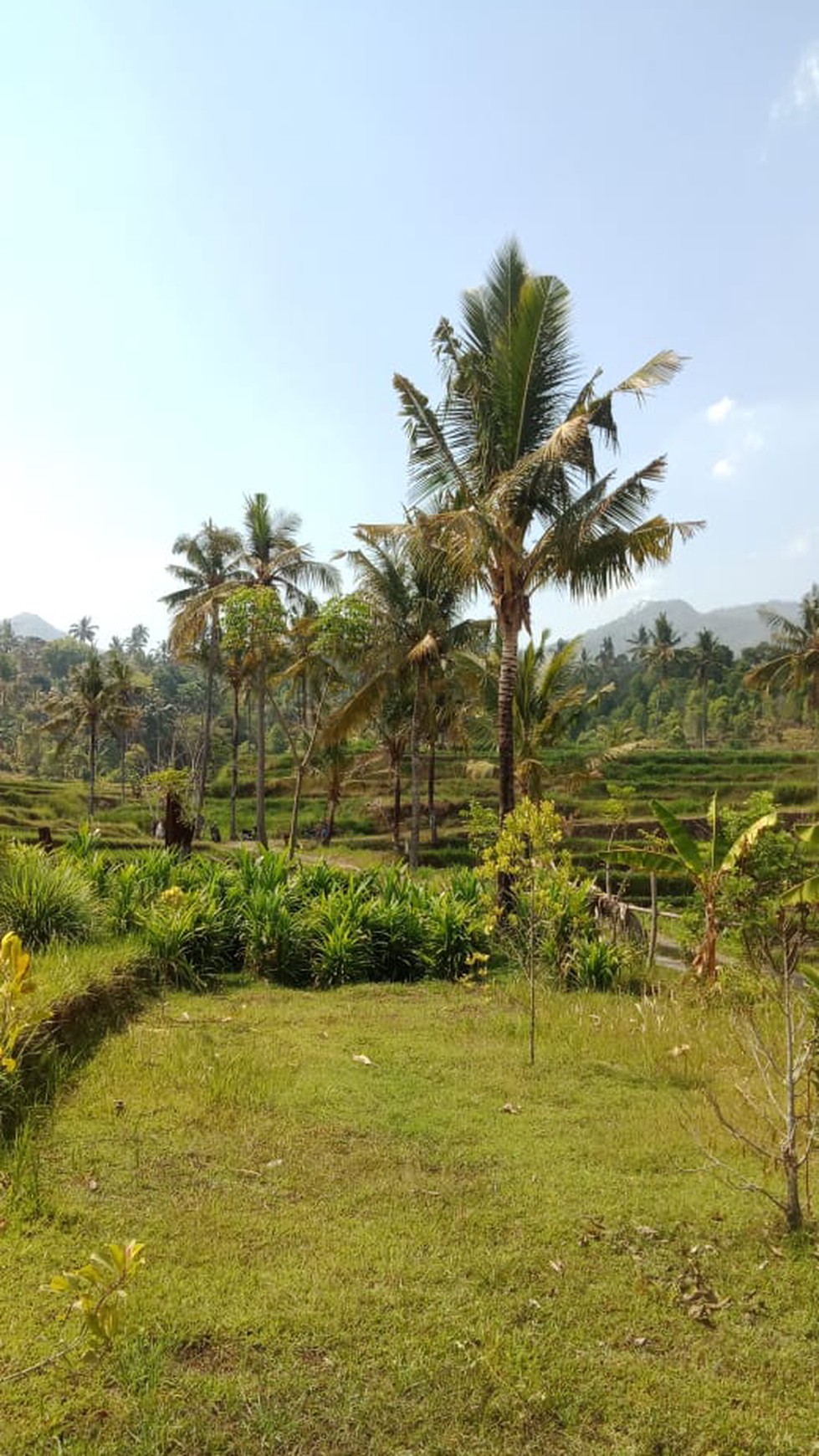 MOUNTAIN VIEW LAND FOR SALE IN LOVINA