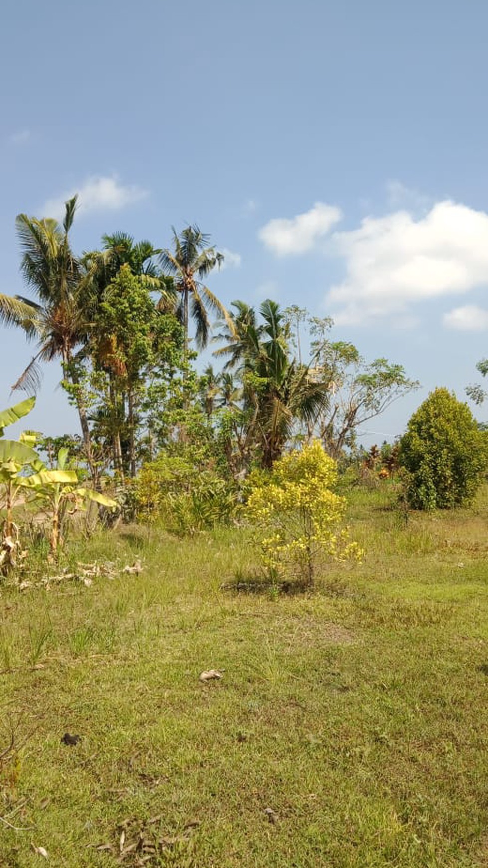 MOUNTAIN VIEW LAND FOR SALE IN LOVINA