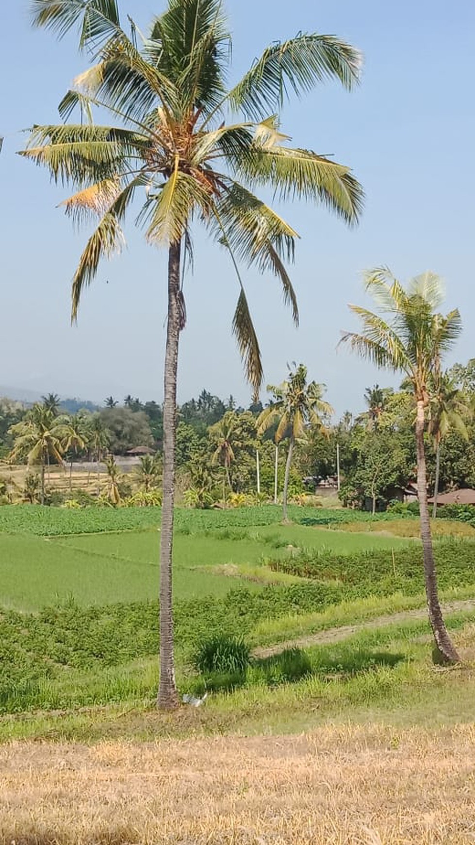 LAND FOR SALE WITH RICE FIELD VIEW