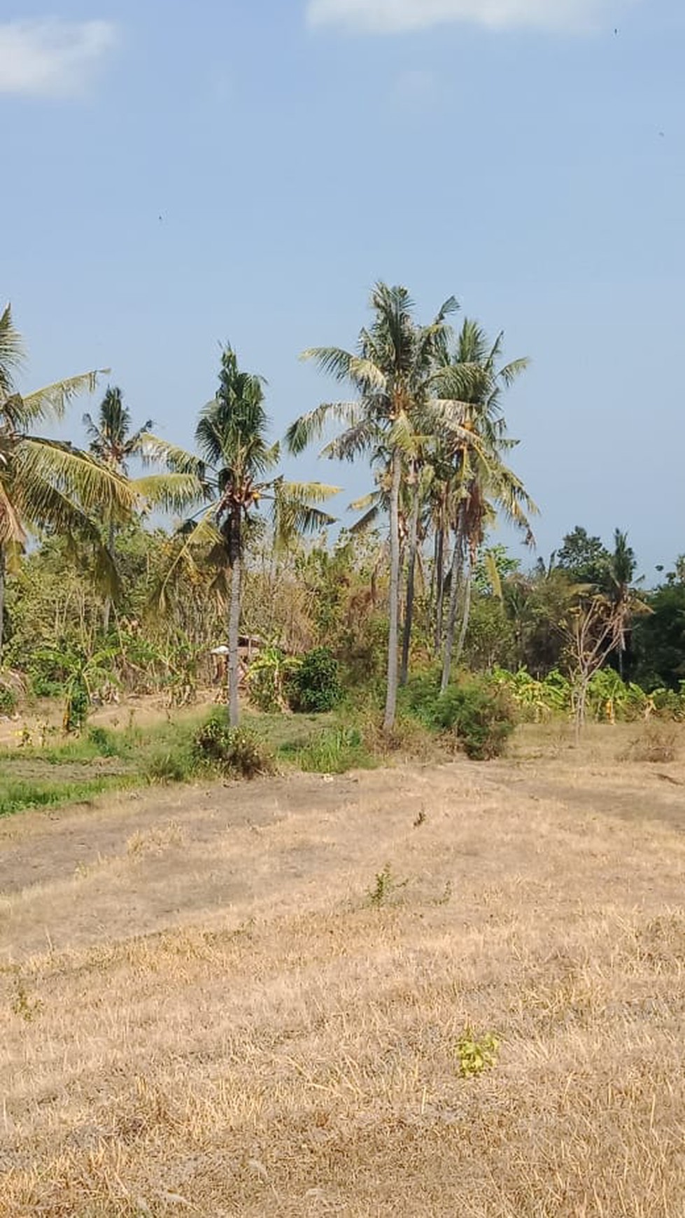 LAND FOR SALE WITH RICE FIELD VIEW