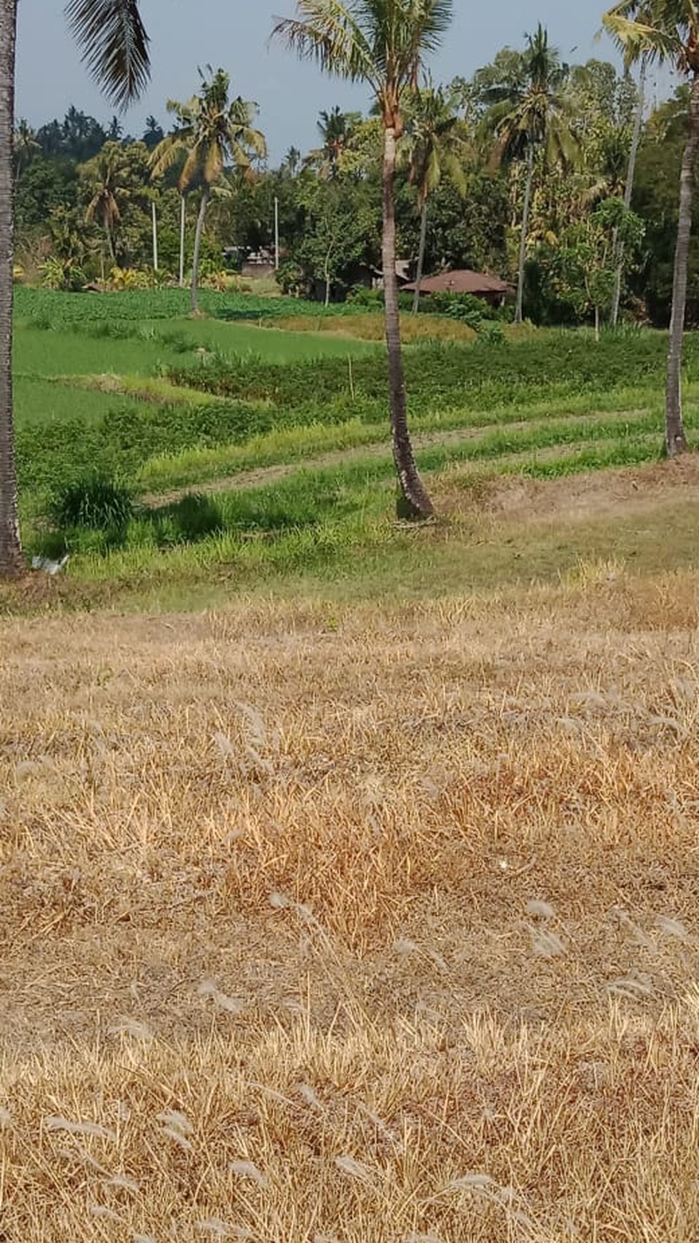 LAND FOR SALE WITH RICE FIELD VIEW