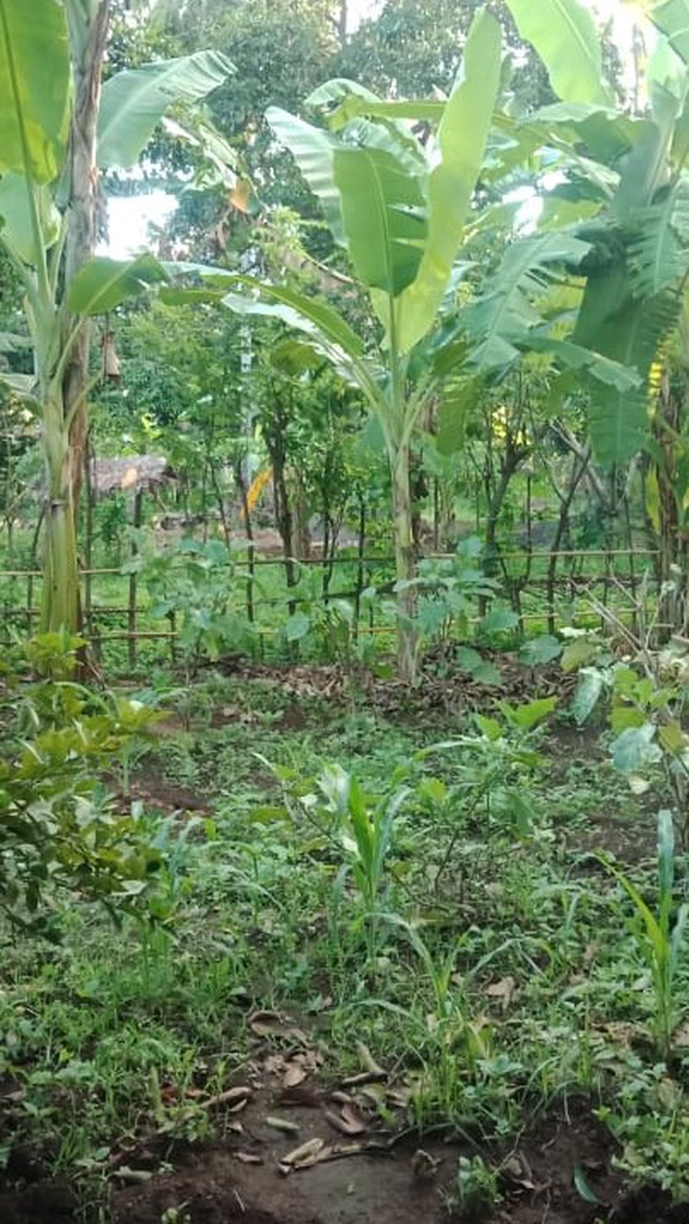 LAND FOR SALE IN CENTRAL LOVINA