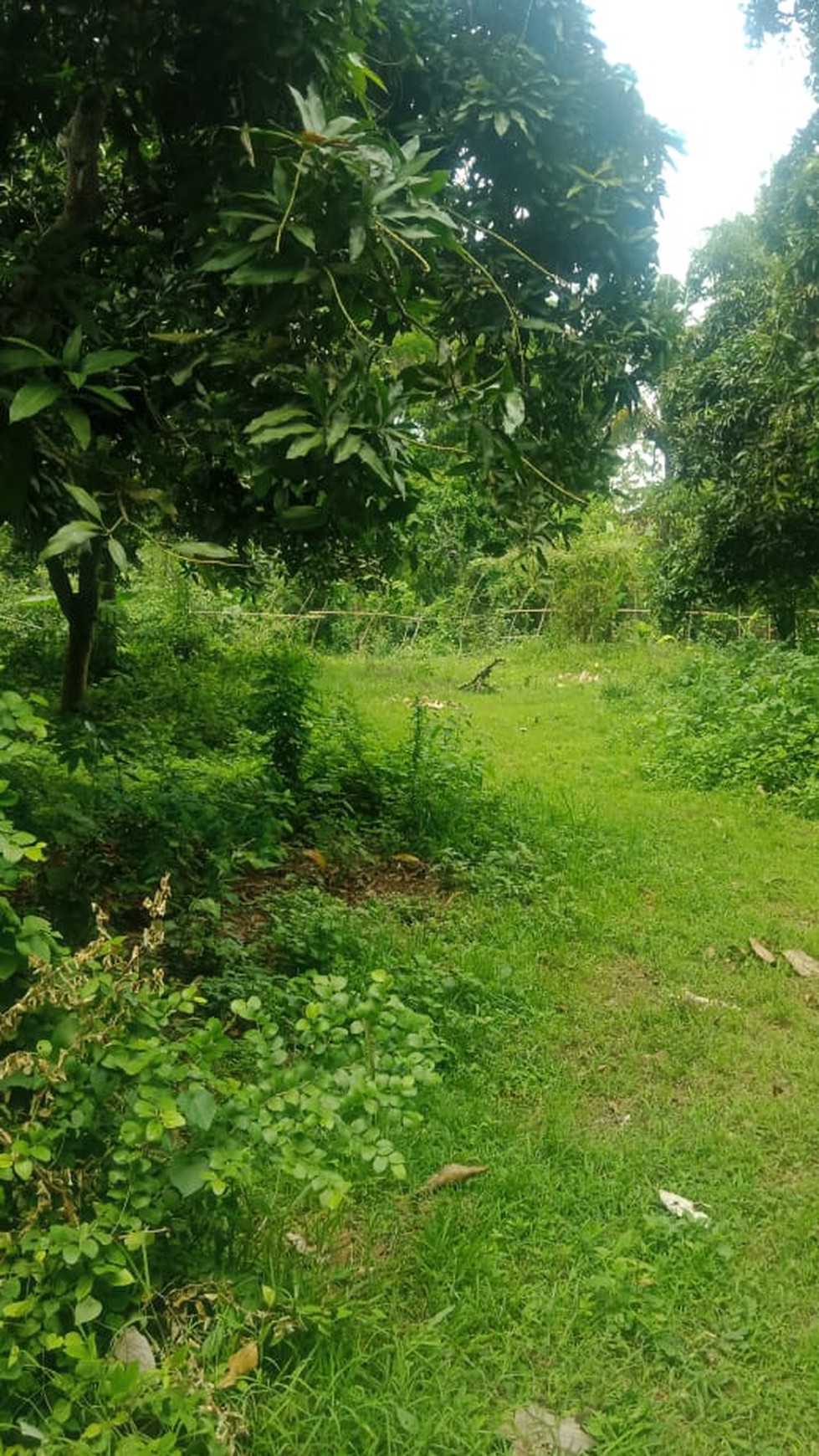 LAND FOR SALE IN LOVINA