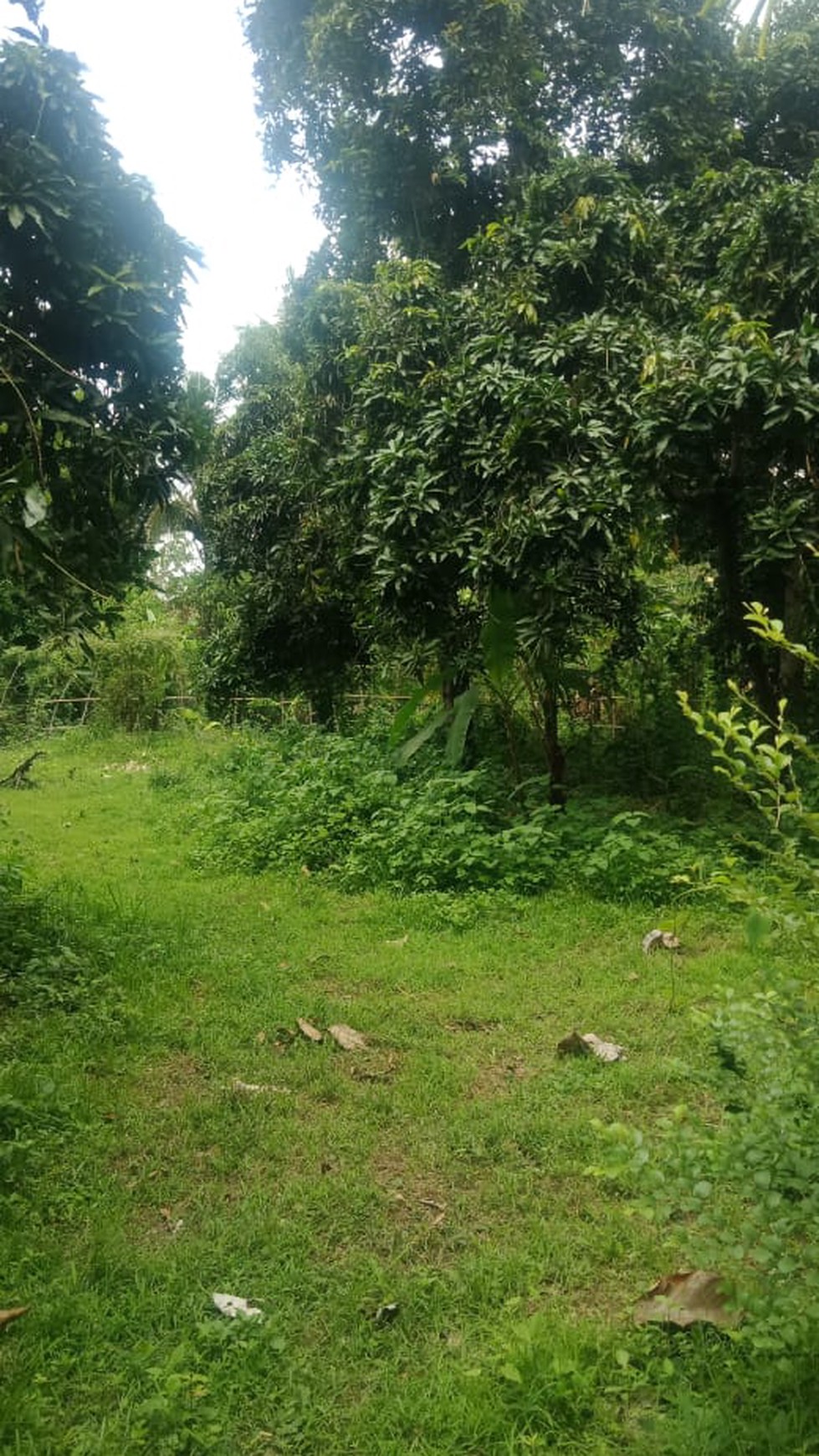 LAND FOR SALE IN LOVINA