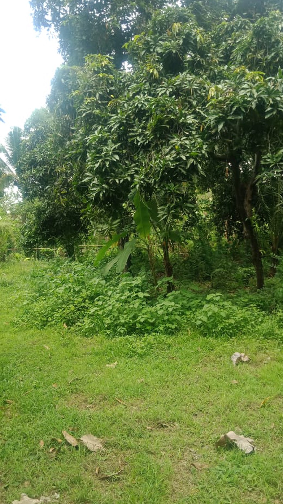 LAND FOR SALE IN LOVINA