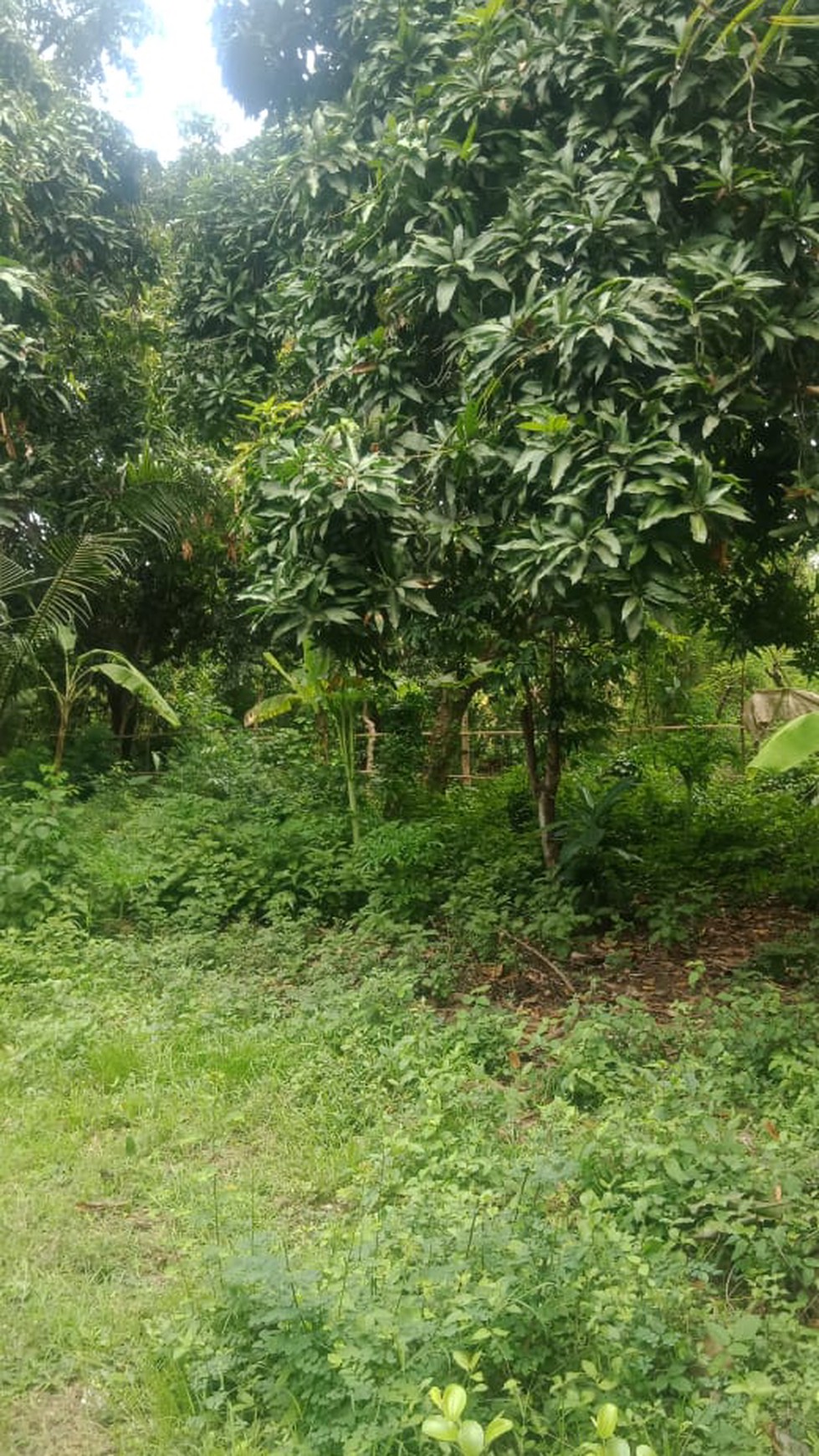 LAND FOR SALE IN LOVINA