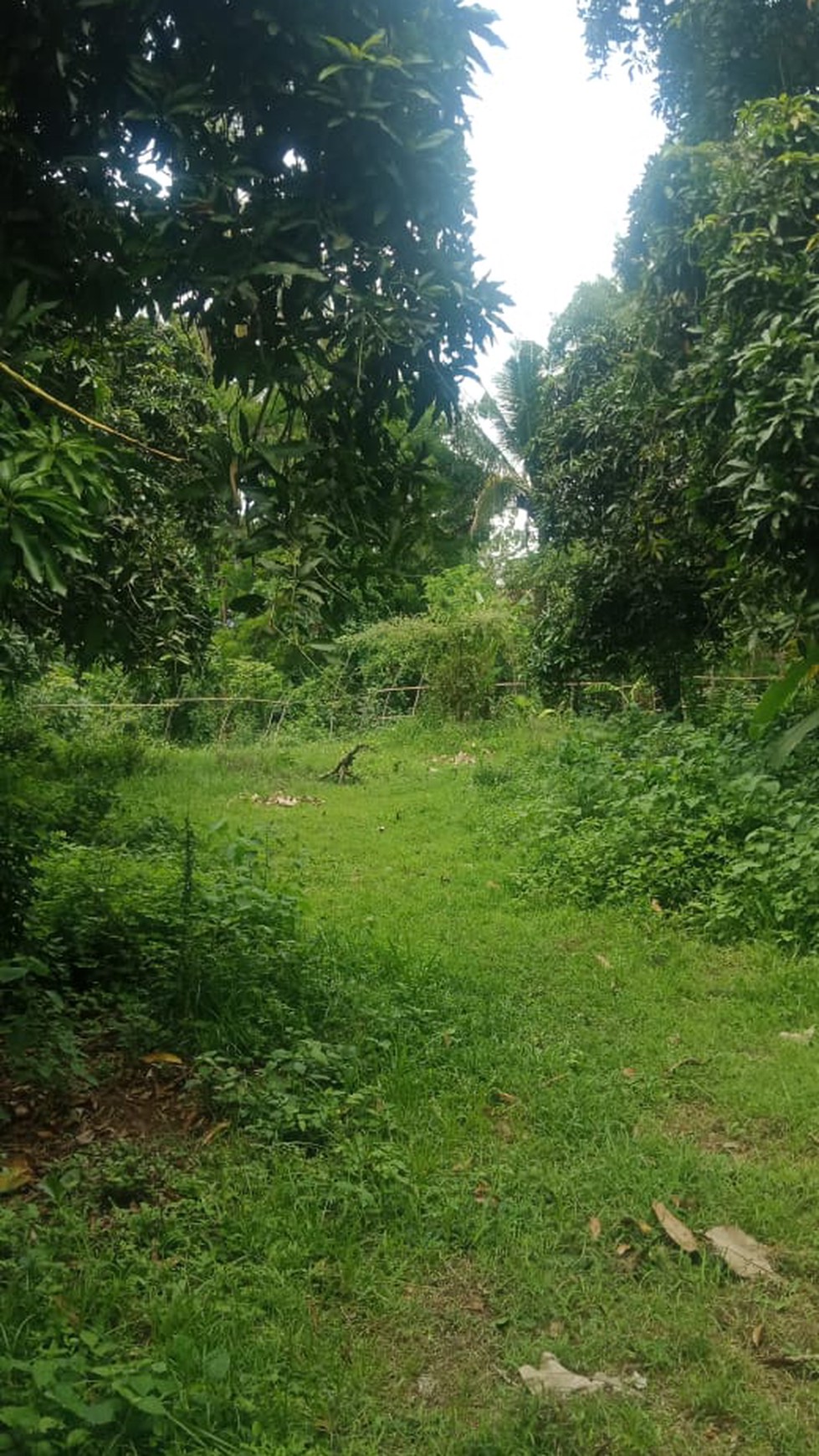 LAND FOR SALE IN LOVINA