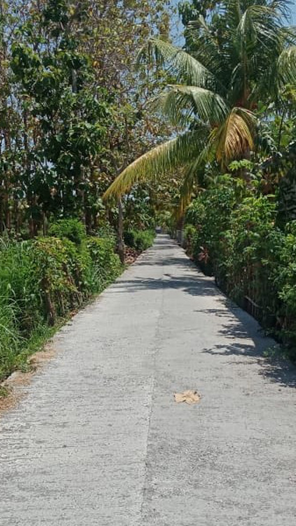 LAND FOR SALE IN NORTH BALI