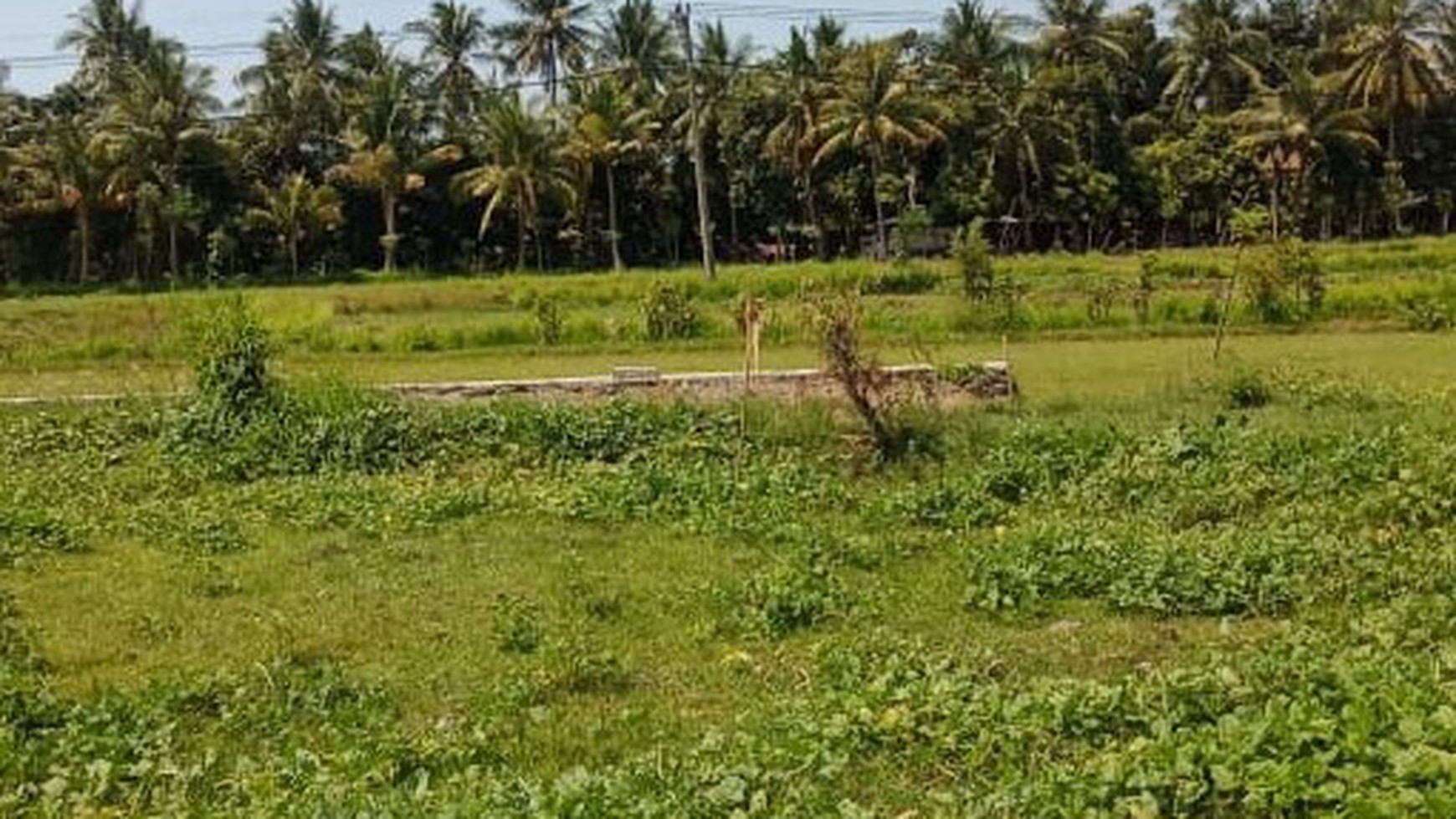 LAND FOR SALE IN CENTRAL LOVINA