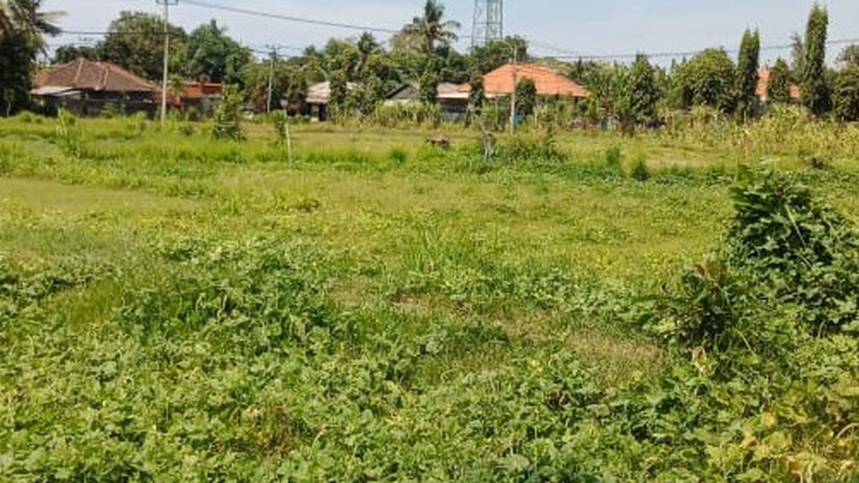 LAND FOR SALE IN CENTRAL LOVINA