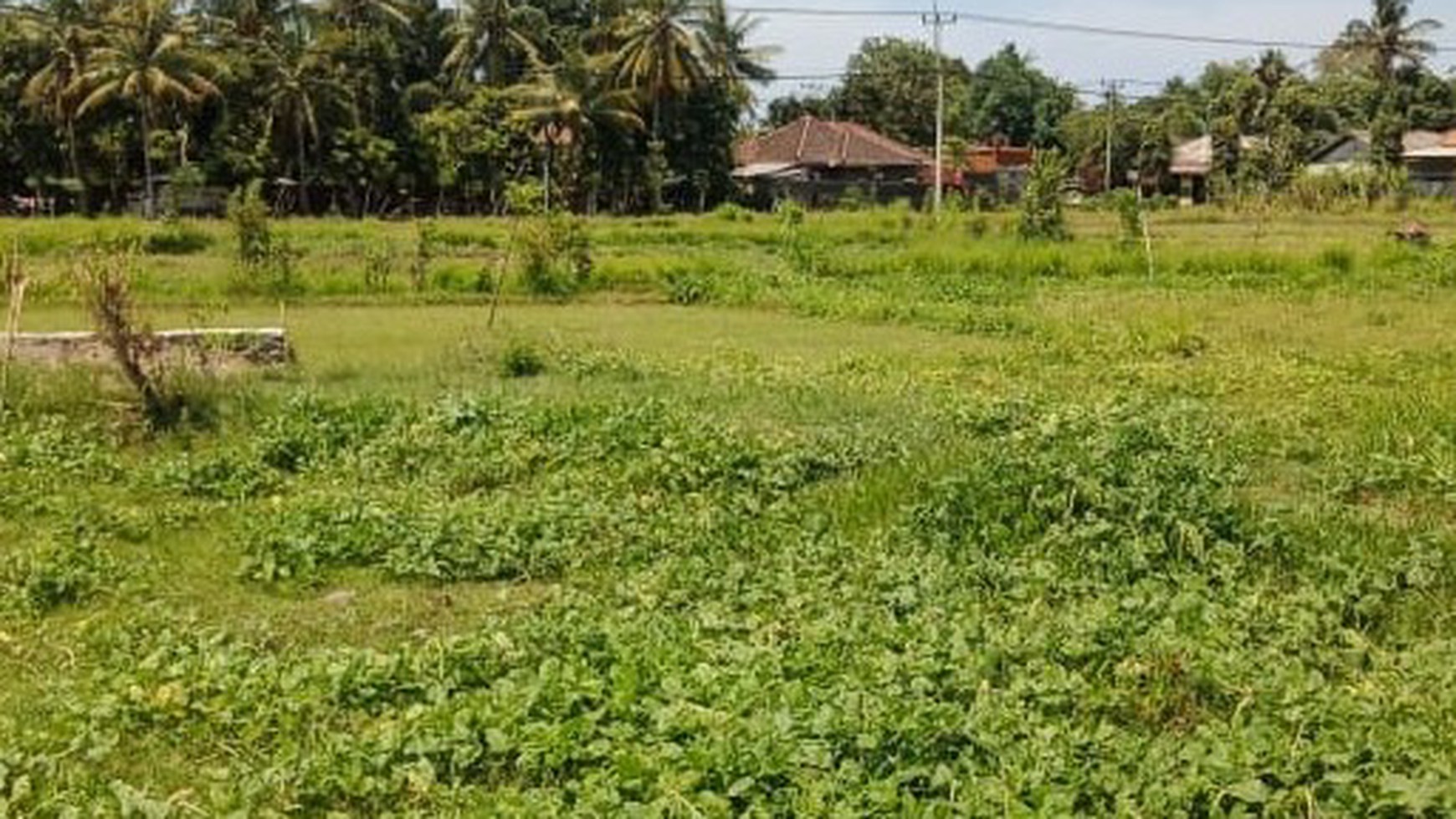 LAND FOR SALE IN CENTRAL LOVINA