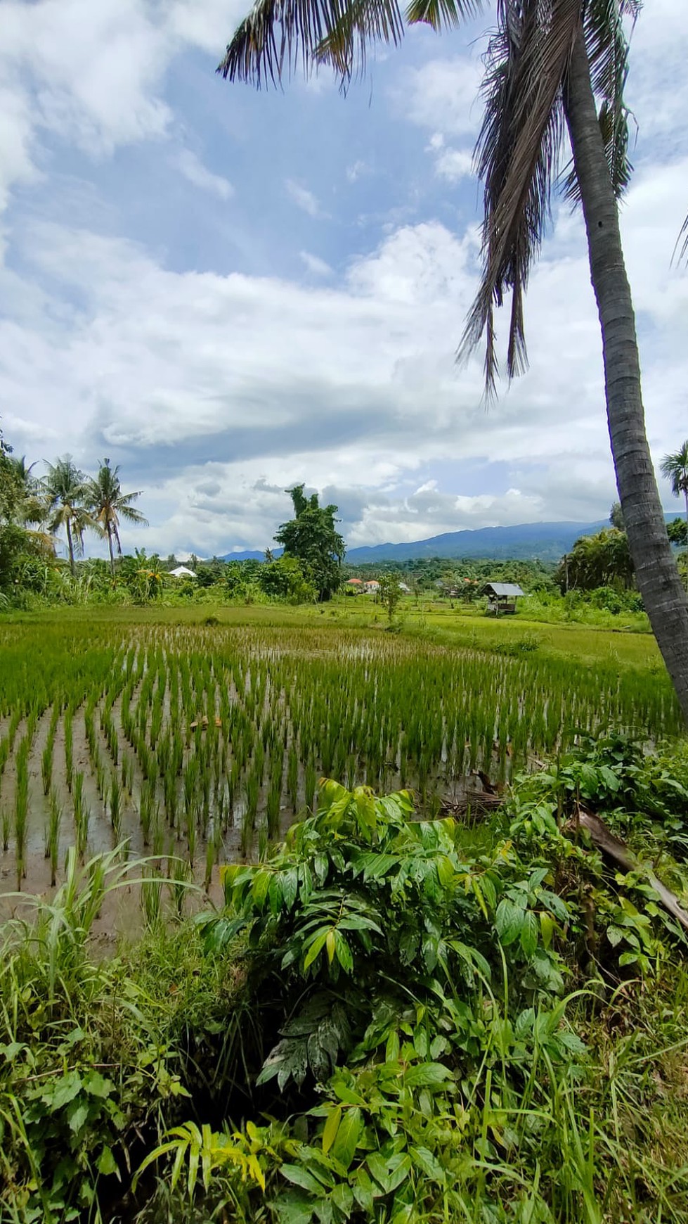 Land with Rice Field View For Sale in Lovina